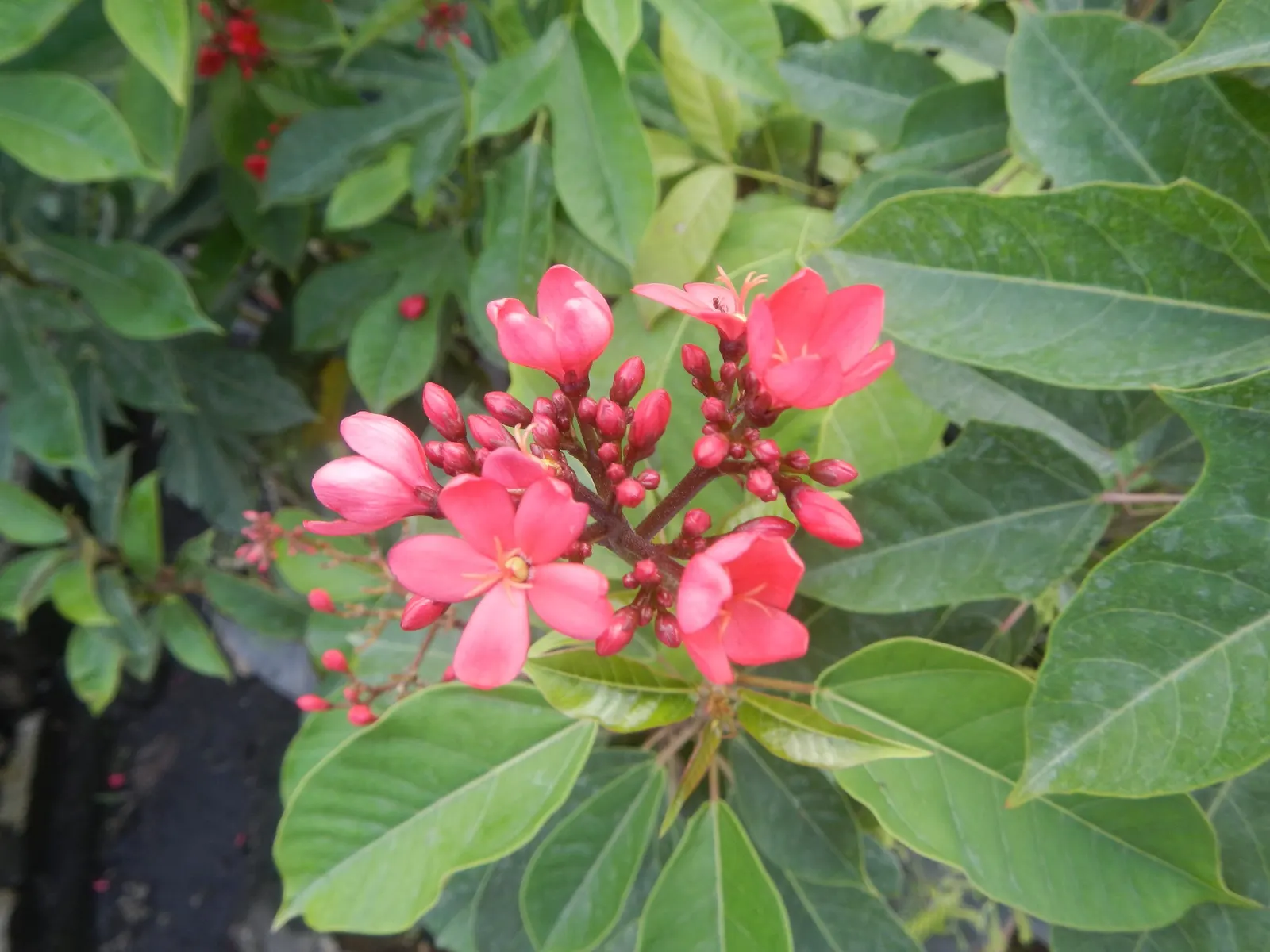 Peregrina (Jatropha Integerrima) — Note: its sap is toxic if ingested; provide an attractive backdrop for the star of the show - the small yet striking