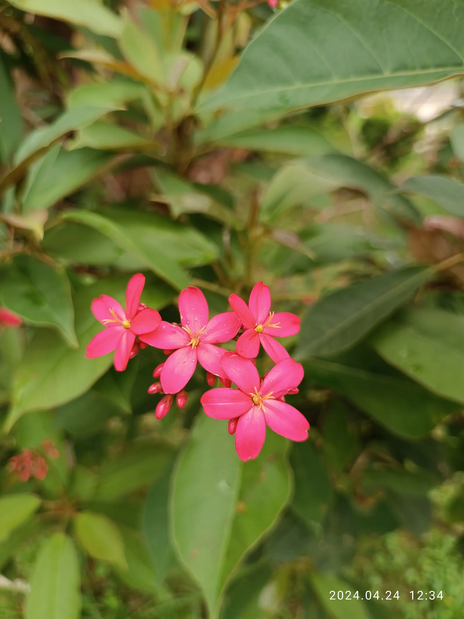 Peregrina (Jatropha Integerrima) — it's essential to note its preference for full sun to partial shade and well-draining soil; making it a favored choice for