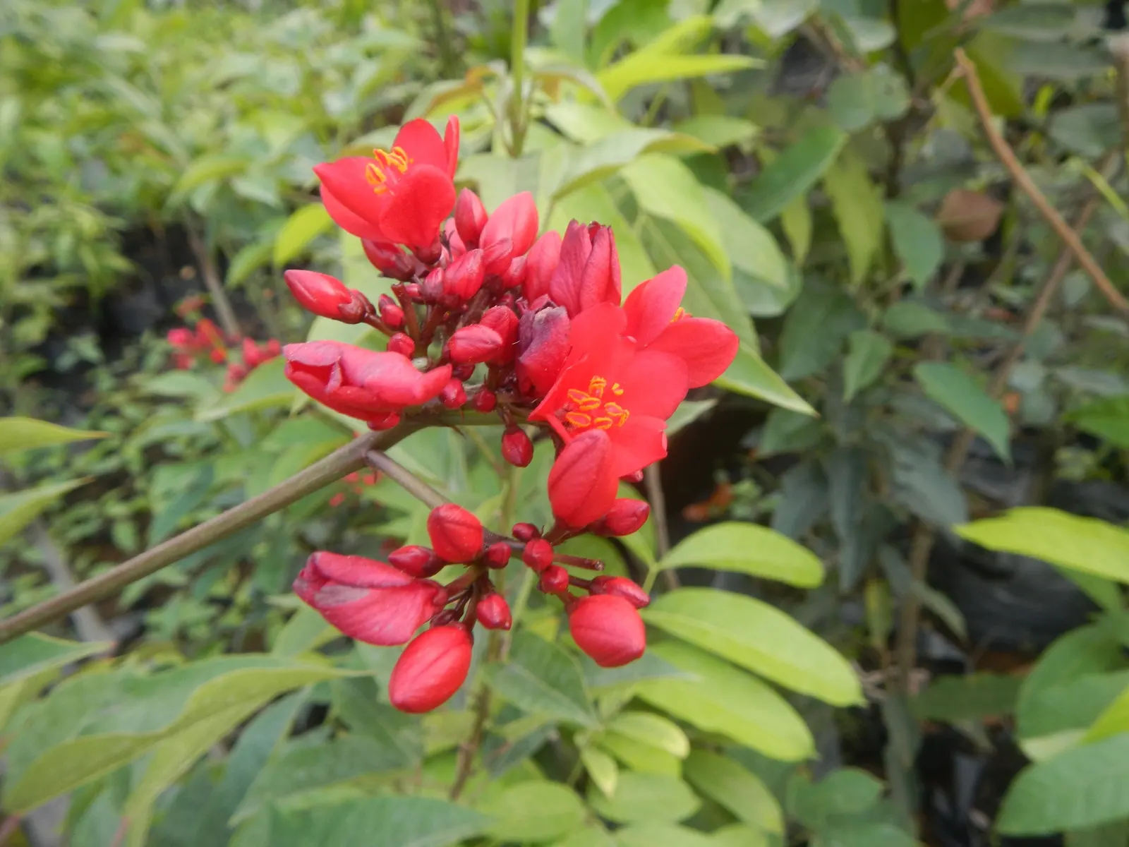 Peregrina (Jatropha Integerrima) — Peregrina contains toxic compounds; hence; rounded form that can be kept more compact through regular, image 145