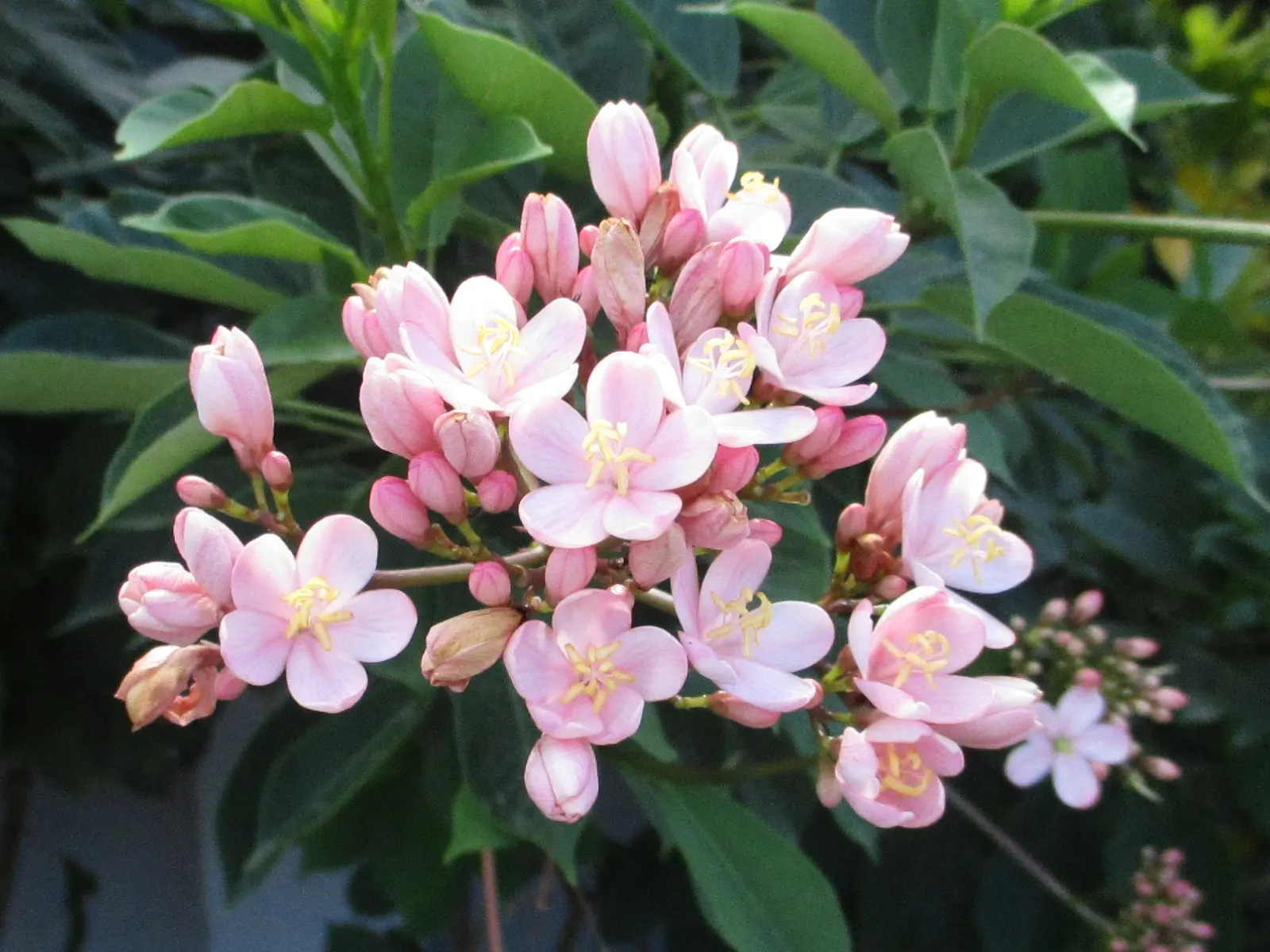 Peregrina (Jatropha Integerrima) — Preferring full sun and well-drained soil, it's perfect for accenting garden spaces or as a hedge; shrub for full, image 129