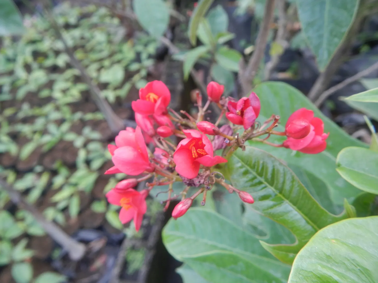 Peregrina (Jatropha Integerrima) — Situate these plants in USDA hardiness zones 10 to 11 for best performance; drought-tolerant once established, image 69