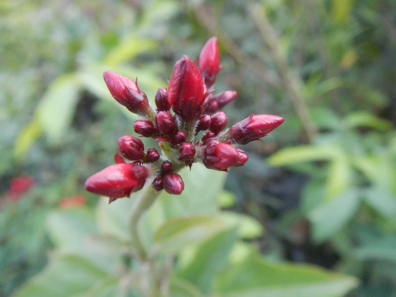 Peregrina (Jatropha Integerrima) — is an evergreen shrub native to Cuba and the West Indies; it should be positioned away from areas frequented by, image 107