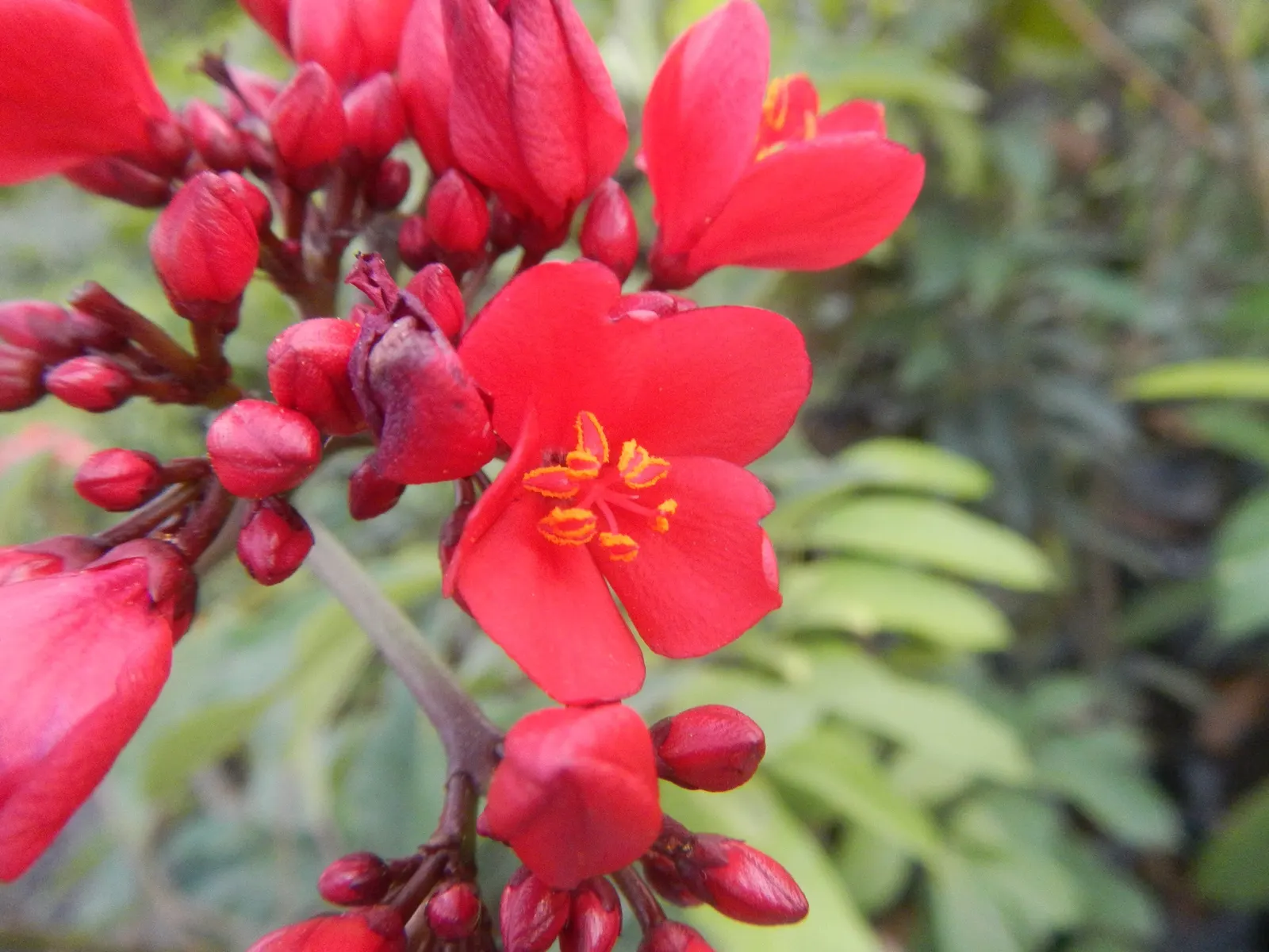 Peregrina (Jatropha Integerrima) — Peregrina contains toxic compounds; hence