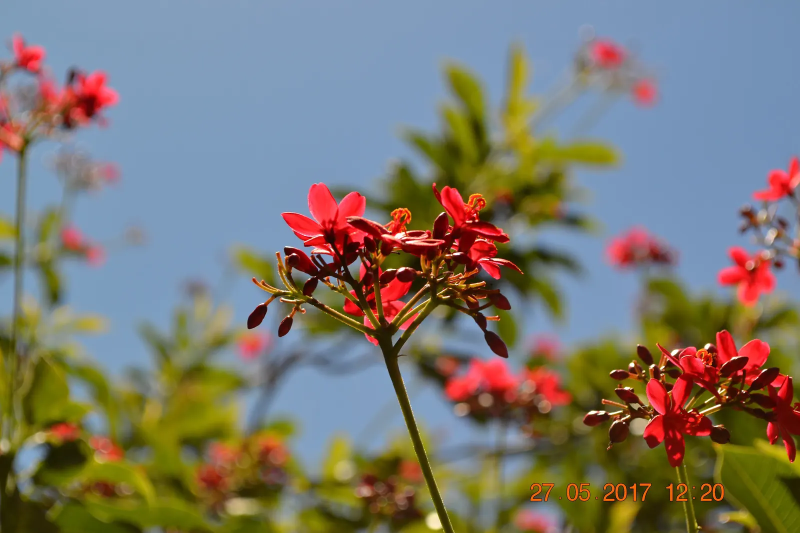 Peregrina (Jatropha Integerrima) — is an evergreen shrub native to Cuba and the West Indies; it should be positioned away from areas frequented by, image 132