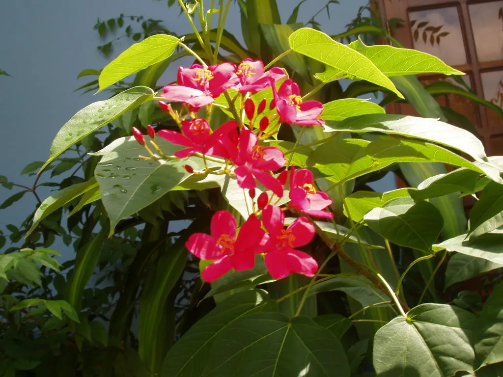 Peregrina (Jatropha Integerrima) — These blooms appear year-round but are especially profuse during the summer months; pointed leaves and clusters, image 140