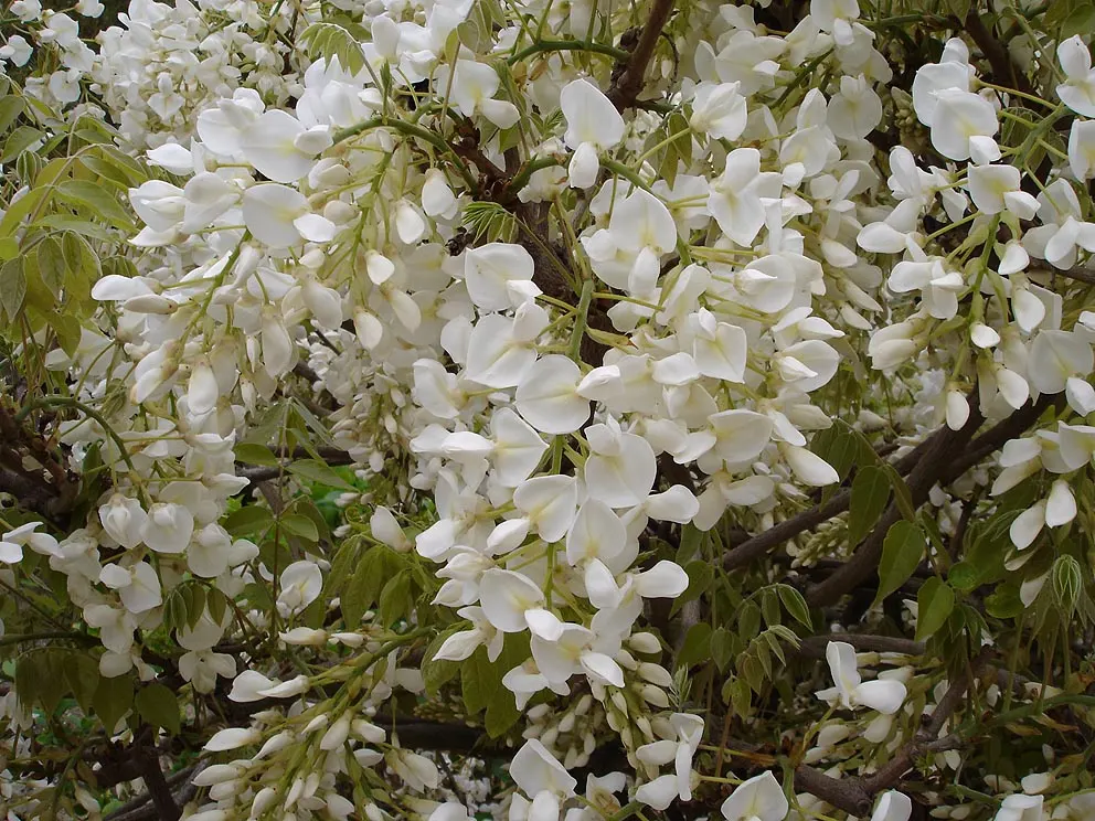 White Chinese Wisteria (Wisteria Sinensis 'Alba') — Known for long, drooping clusters of fragrant, pure white flowers that blossom in late spring