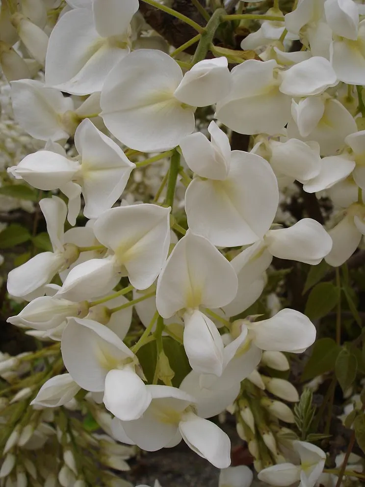 White Chinese Wisteria (Wisteria Sinensis 'Alba') — 'Wisteria sinensis Alba,' is a fast-growing