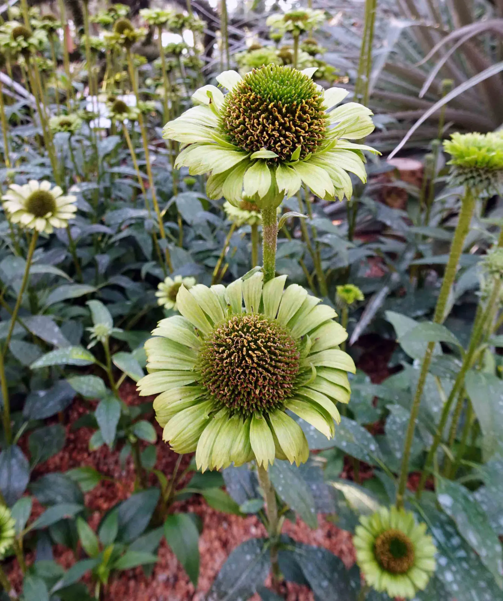 Green Jewel Coneflower (Echinacea Purpurea 'Green Jewel') — This perennial reaches 2ft in height and spreads up to 1.5ft wide