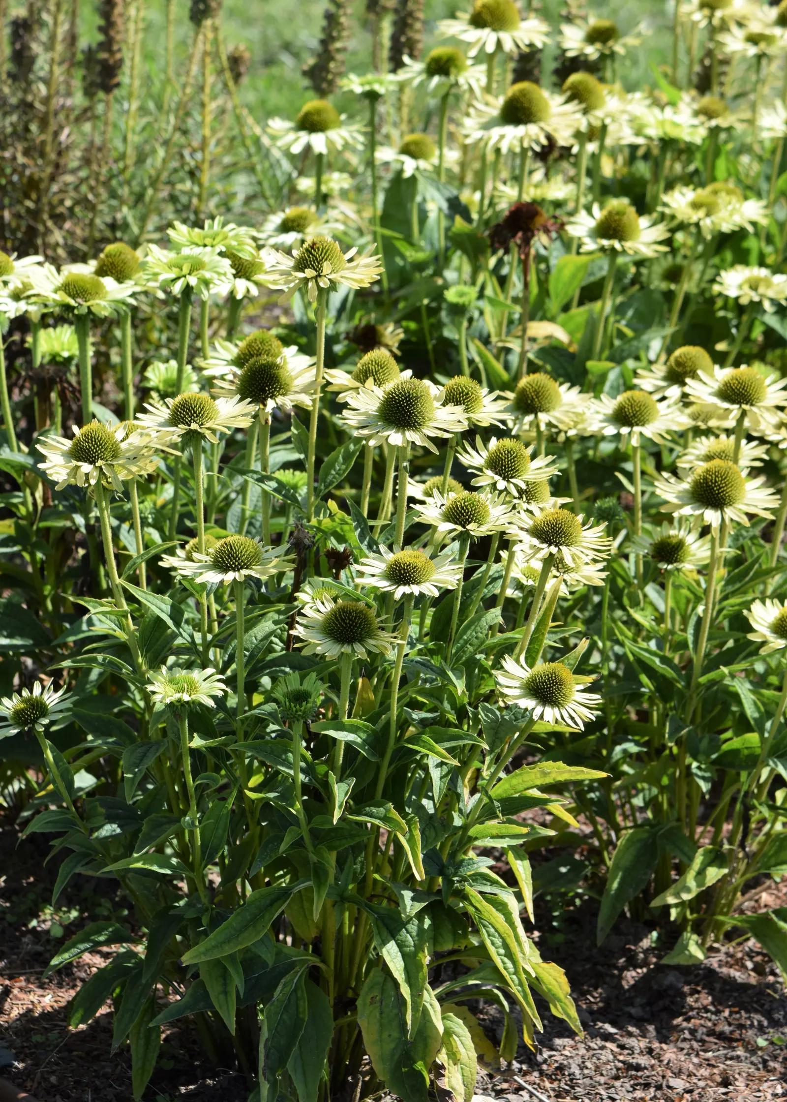 Green Jewel Coneflower (Echinacea Purpurea 'Green Jewel') — and perfect for adding unique color to beds and borders