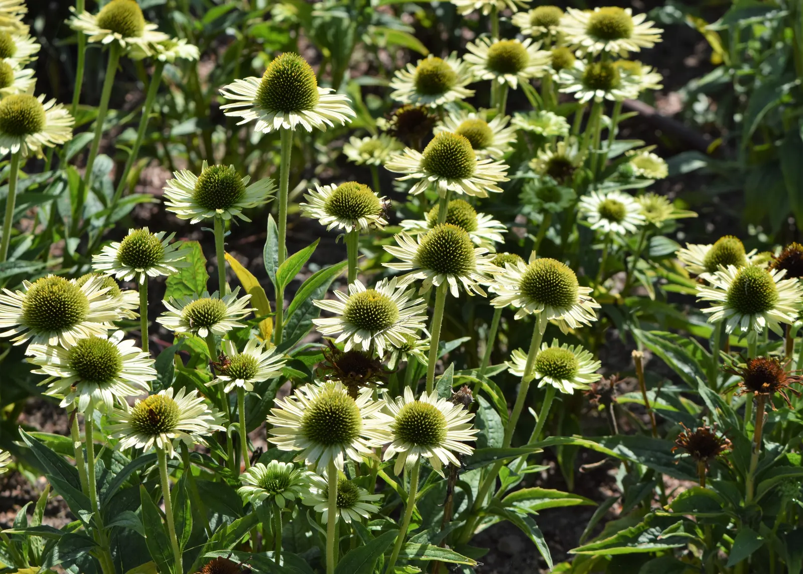 Green Jewel Coneflower (Echinacea Purpurea 'Green Jewel') — Blooming from June to August