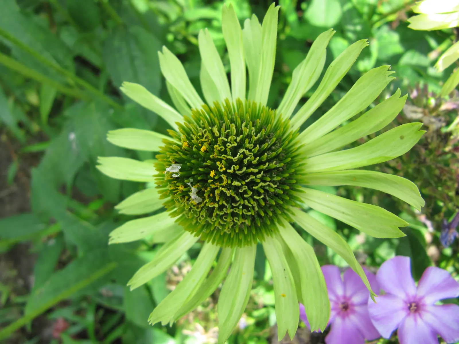 Green Jewel Coneflower (Echinacea Purpurea 'Green Jewel') — Preferring full sun to part shade, it thrives in zones 3-8 with well-drained soil