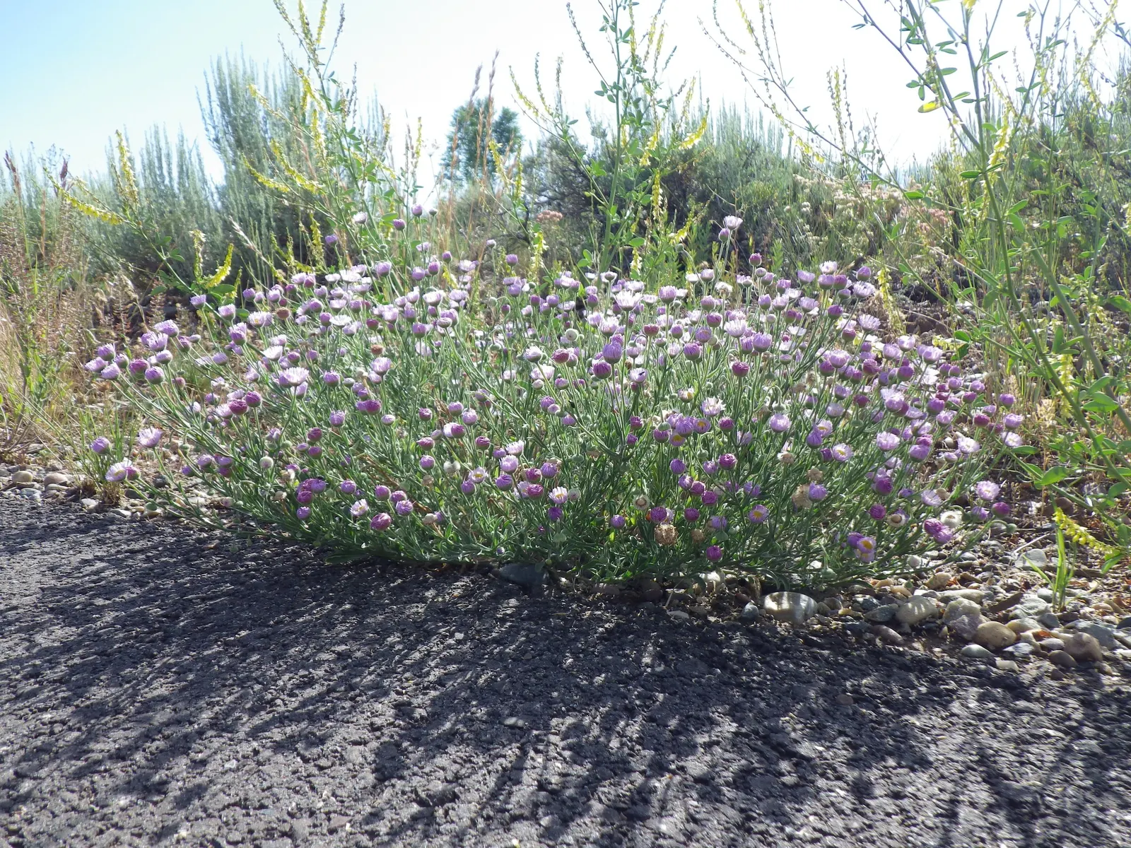 Western Fleabane (Erigeron Divergens) — where water conservation is a priority.<br><br>When incorporating Western Fleabane into a landscape