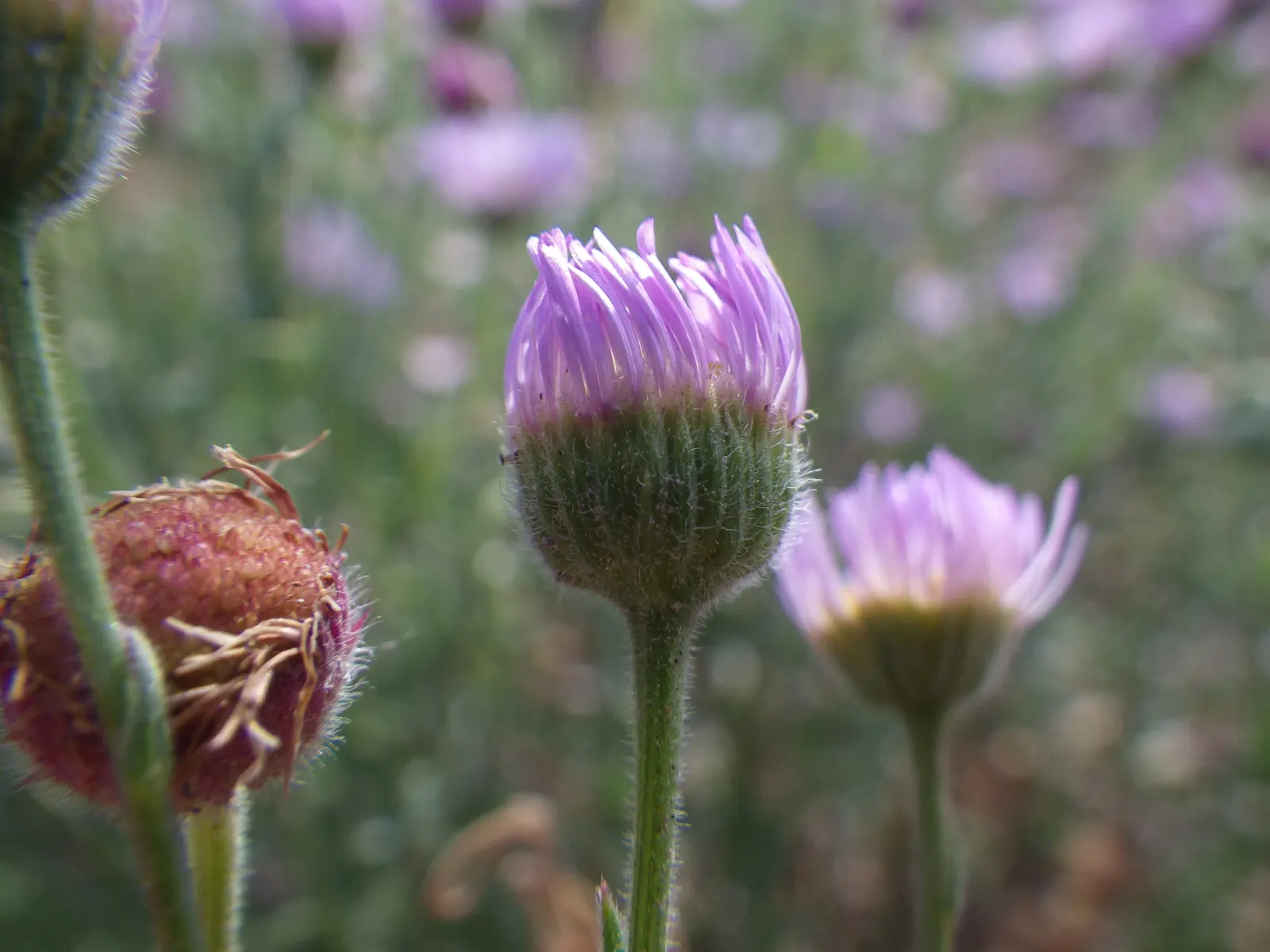 Western Fleabane (Erigeron Divergens) — often in lavender or white tones.<br><br>Erigeron divergens prefers full sun to partial shade