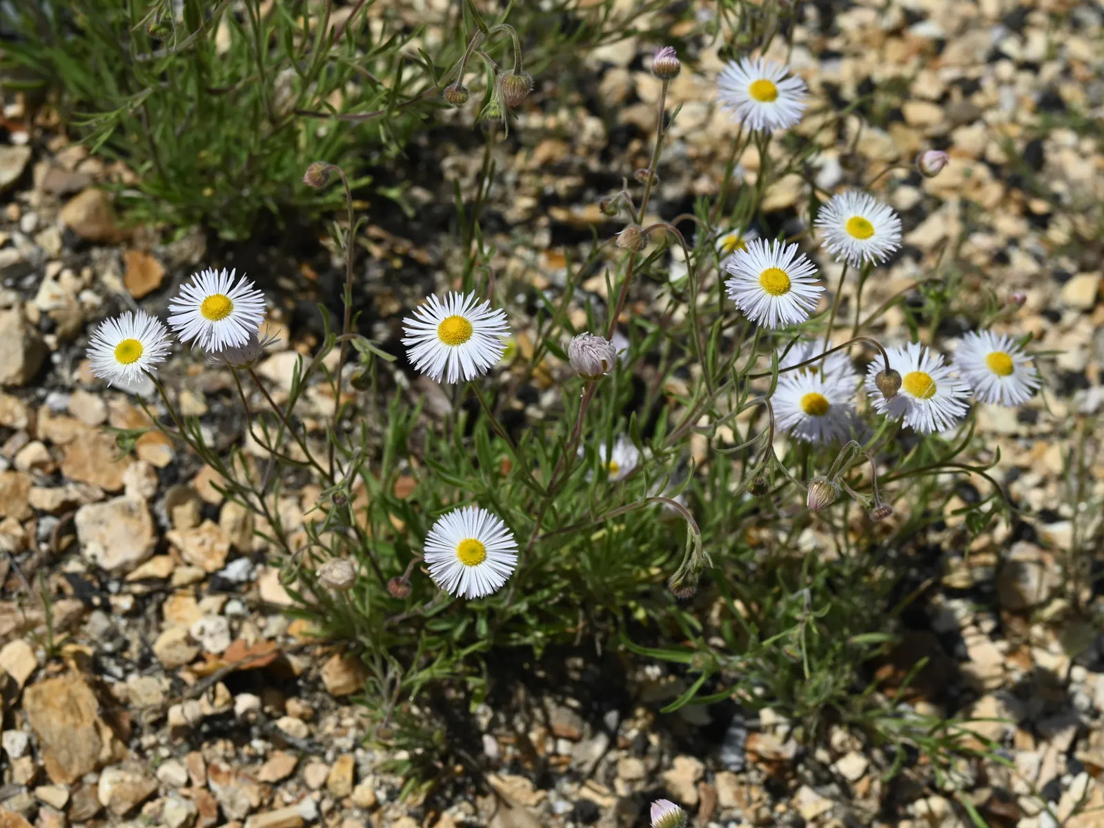 Western Fleabane (Erigeron Divergens) — creating a delicate spray of color; though it flourishes in well-drained conditions, image 71