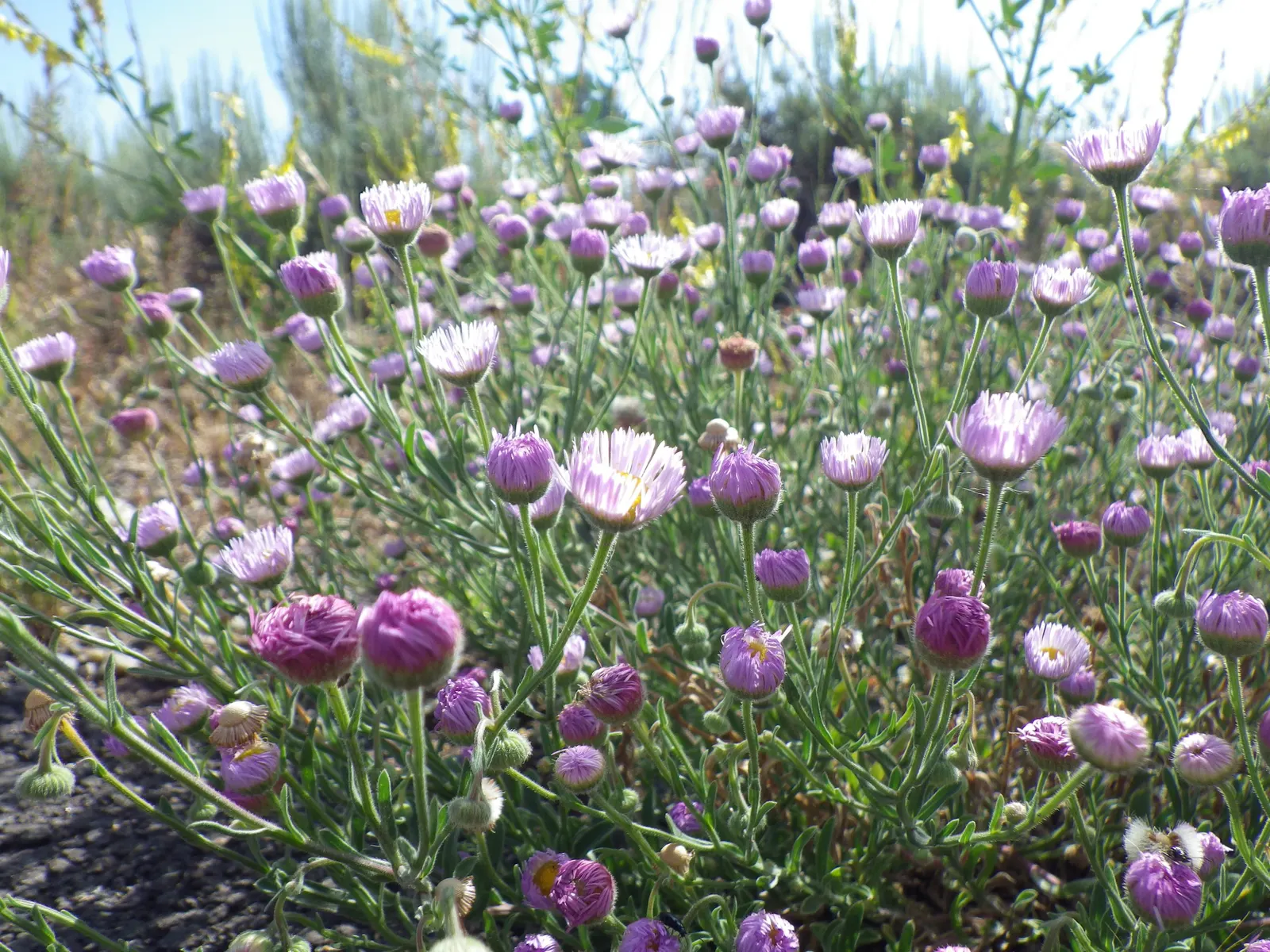 Western Fleabane (Erigeron Divergens) — With its resilient character and long blooming season
