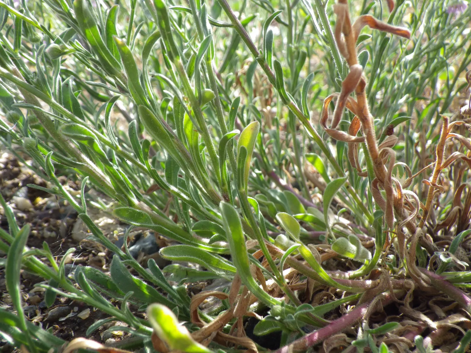 Western Fleabane (Erigeron Divergens) — spanning 1-2 inches across; making it a suitable choice for groundcover or as part of a border
