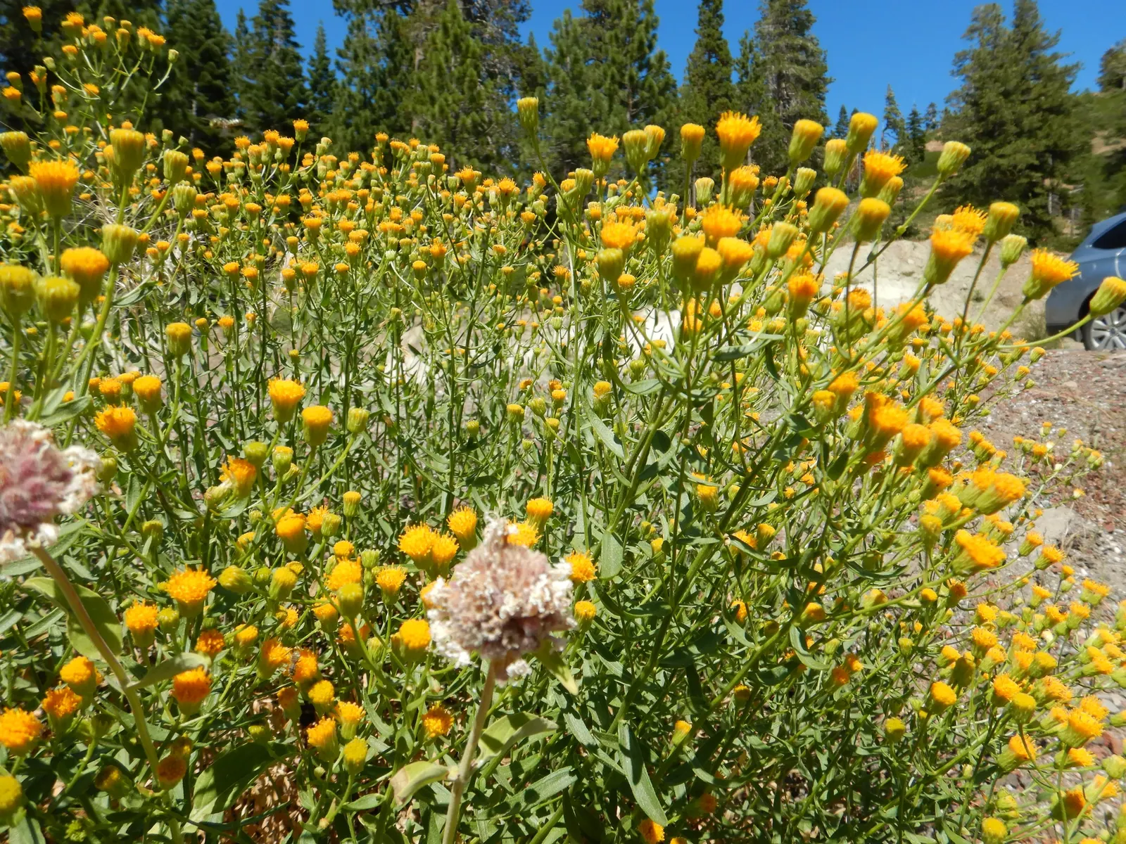 Western Fleabane (Erigeron Divergens) — lance-shaped leaves grow predominantly at the base of the plant