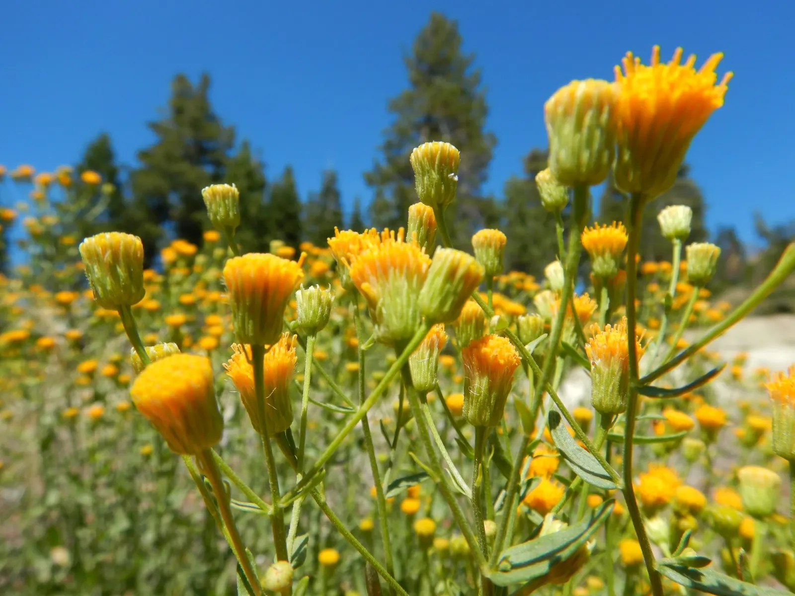 Western Fleabane (Erigeron Divergens) — Tolerates drought and thrives in well-drained soils; attracting pollinators while adding a splash of color, image 60