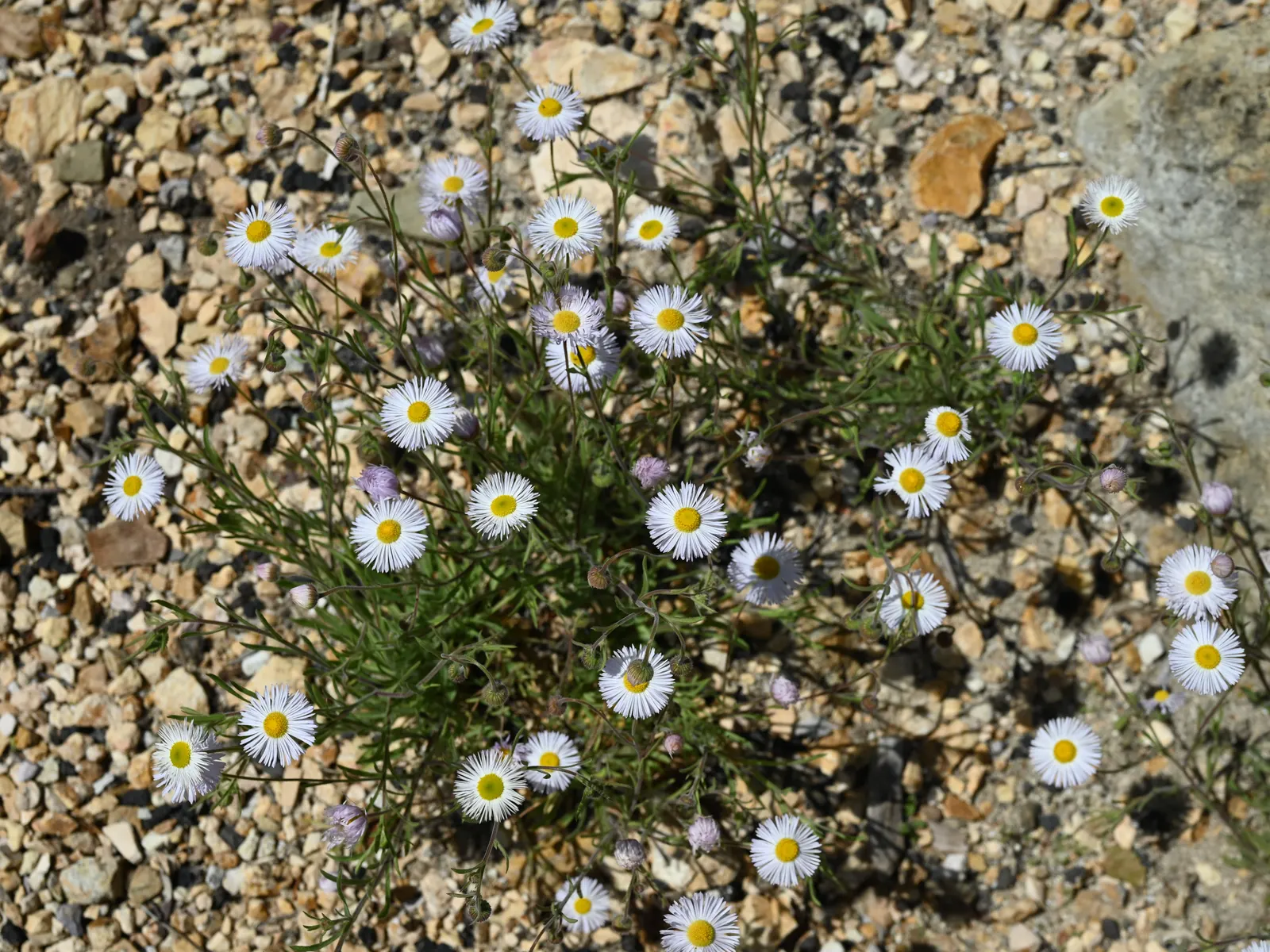 Western Fleabane (Erigeron Divergens) — this plant thrives in USDA Hardiness Zones 3 through 10; making it a suitable choice for groundcover or as, image 66