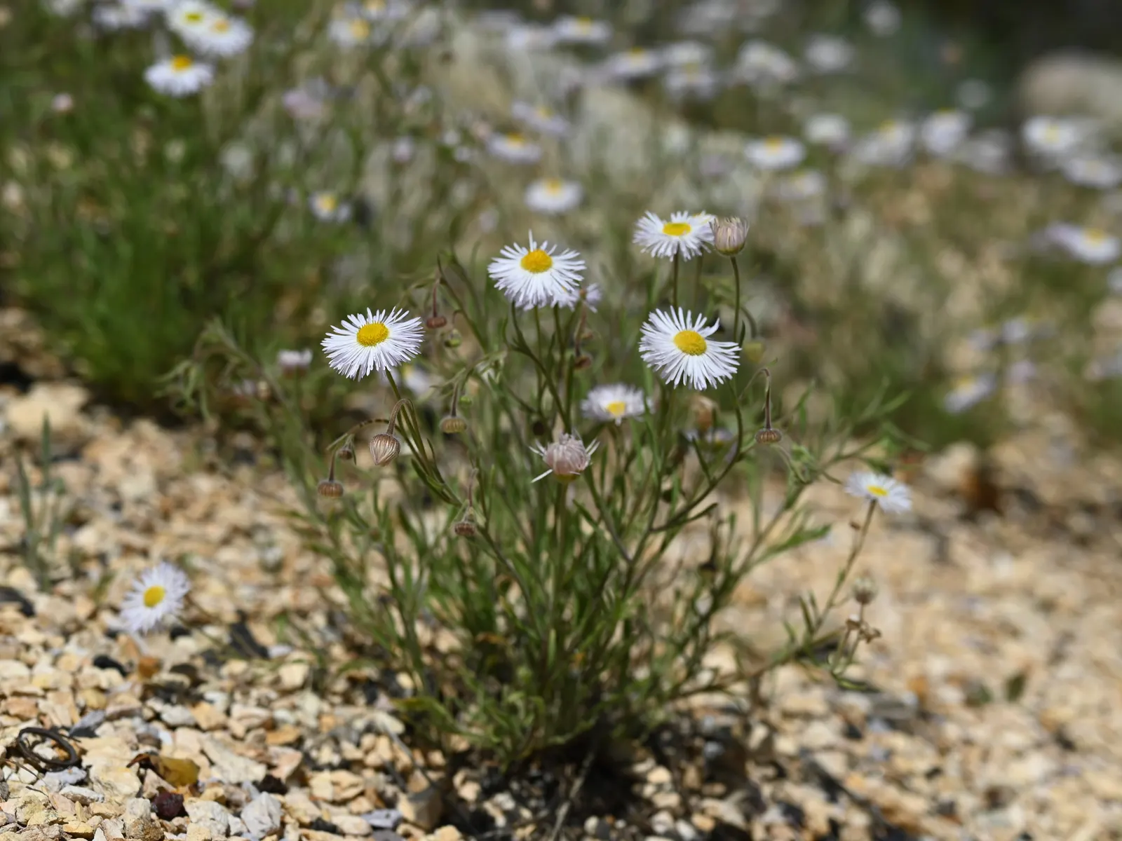 Western Fleabane (Erigeron Divergens) — making it a suitable choice for groundcover or as part of a border