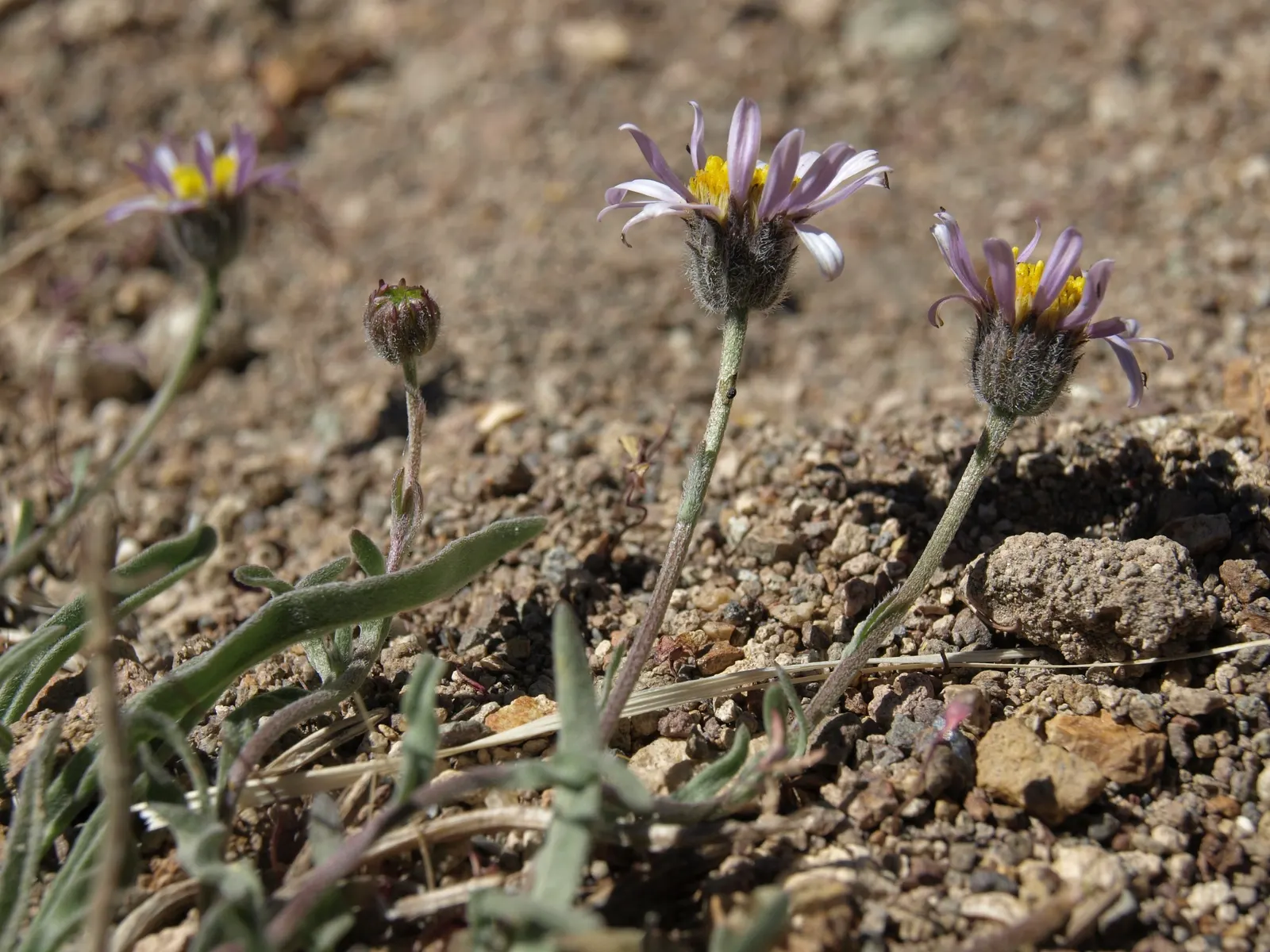 Western Fleabane (Erigeron Divergens) — Western Fleabane is a delightful addition to the gardener's palette