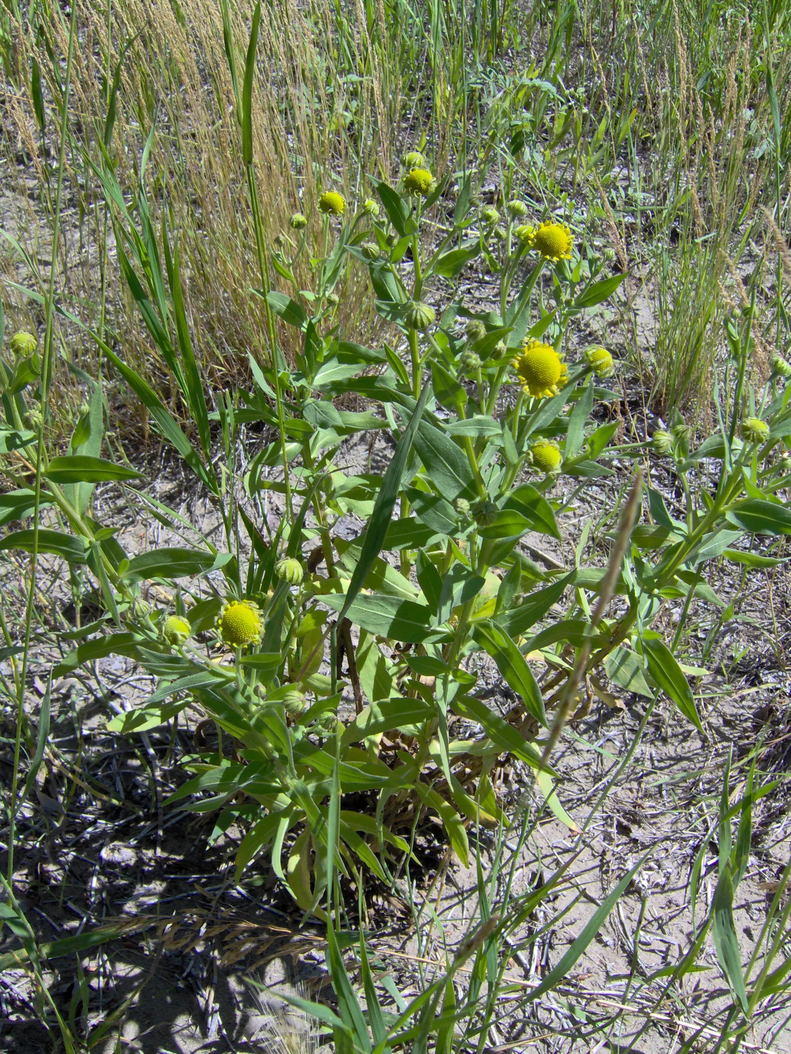 Western Fleabane (Erigeron Divergens) — Blooms from early spring to late summer, reaching 1-2 ft in height; though it flourishes in well-drained, image 59
