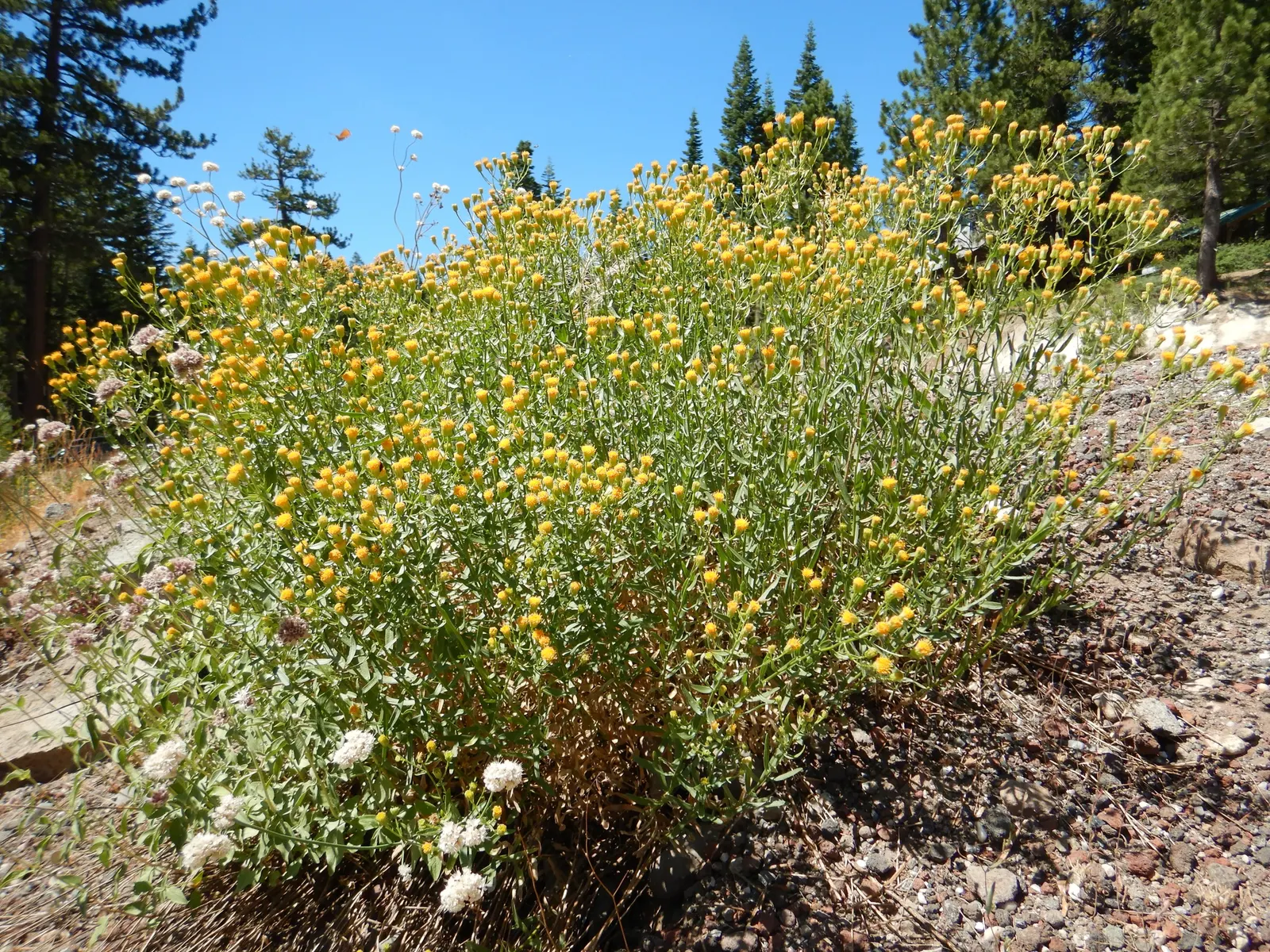 Western Fleabane (Erigeron Divergens) — consider its growth habit