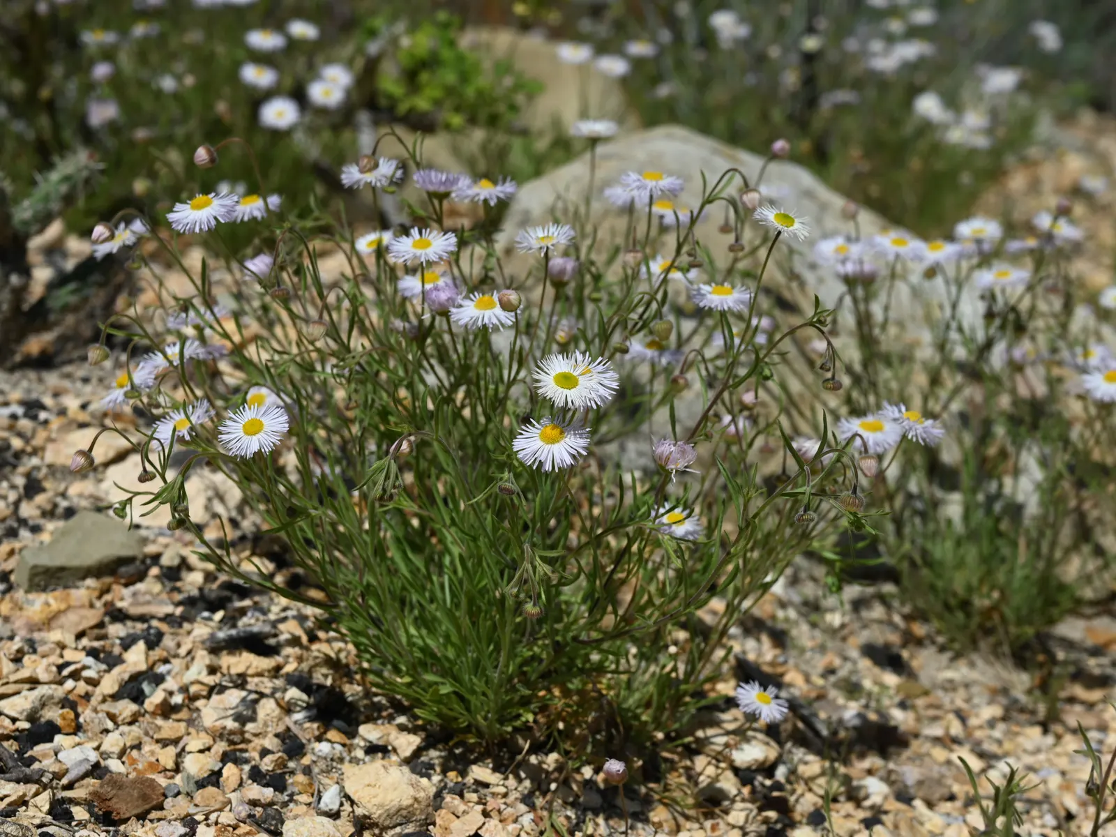 Western Fleabane (Erigeron Divergens) — scientifically known as Erigeron divergens