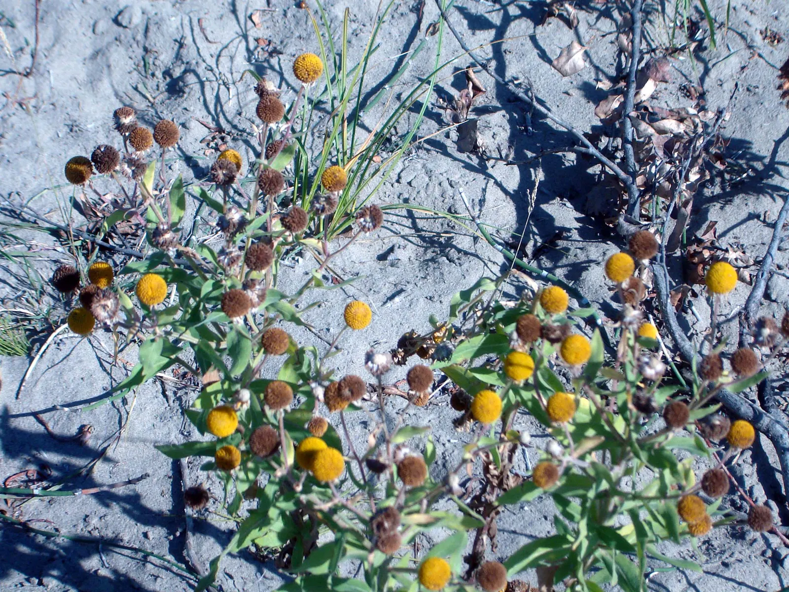 Western Fleabane (Erigeron Divergens) — making it a suitable choice for groundcover or as part of a border; though it flourishes in well-drained, image 67