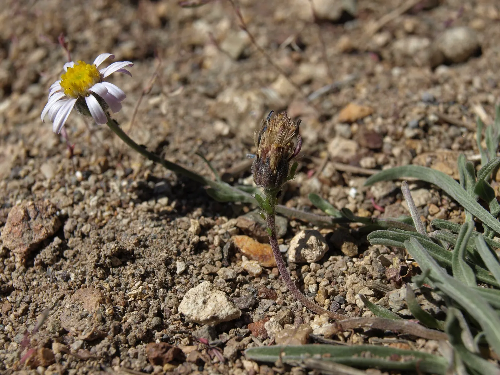 Western Fleabane (Erigeron Divergens) — Ideal for wildflower meadows and naturalistic borders