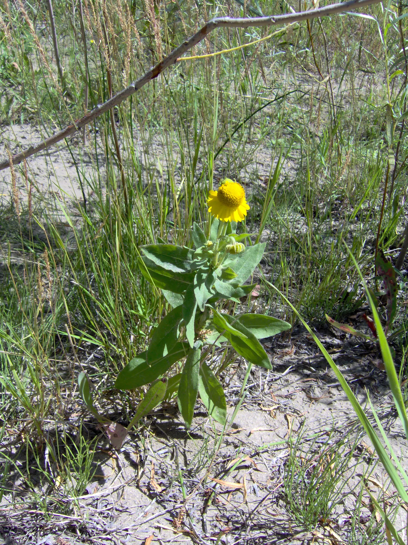 Western Fleabane (Erigeron Divergens) — often in lavender or white tones.<br><br>Erigeron divergens prefers full sun to partial shade; attracting pollinators