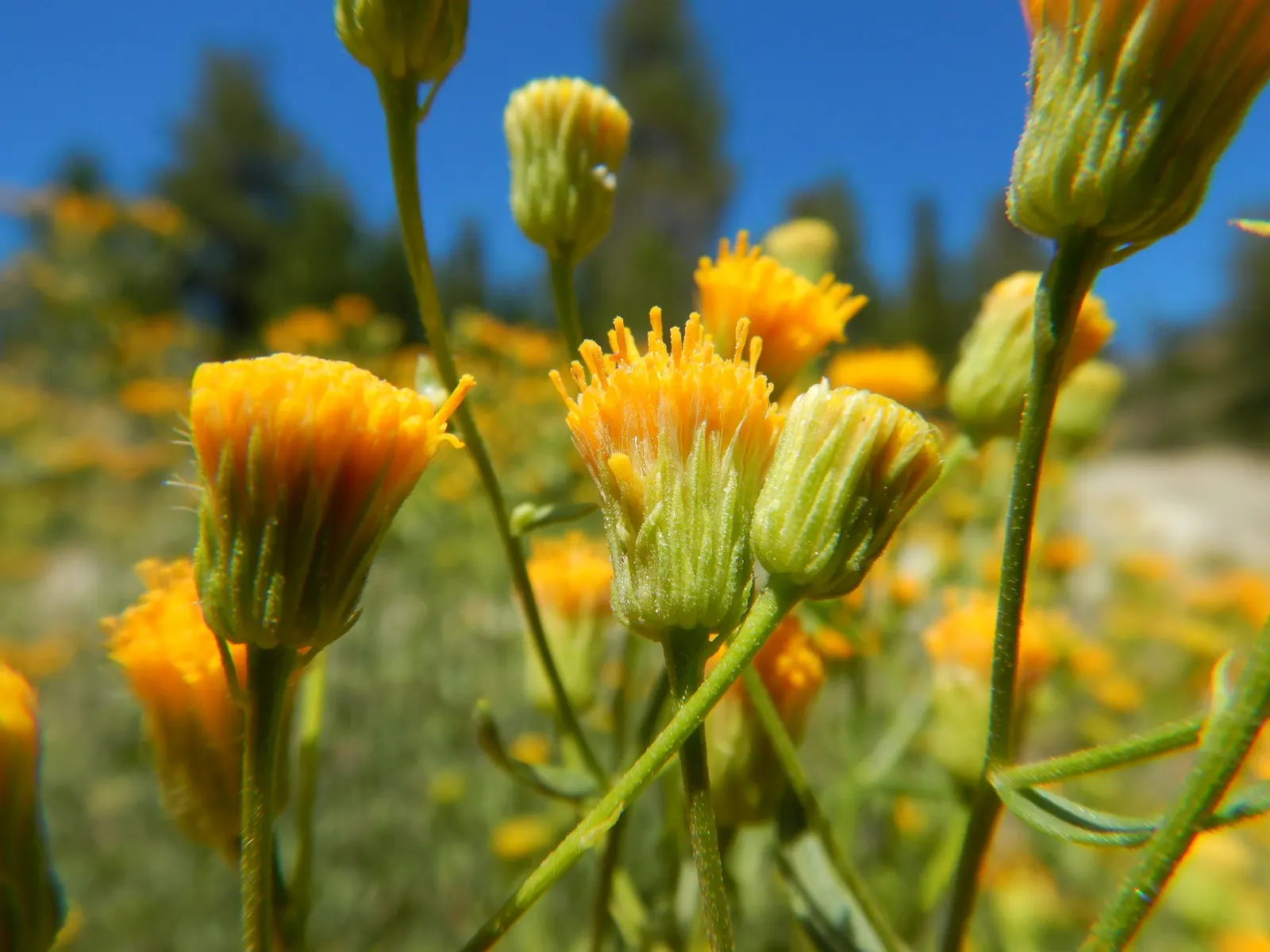 Western Fleabane (Erigeron Divergens) — Native to the western regions of North America; tolerates drought and thrives in well-drained soils, image 65