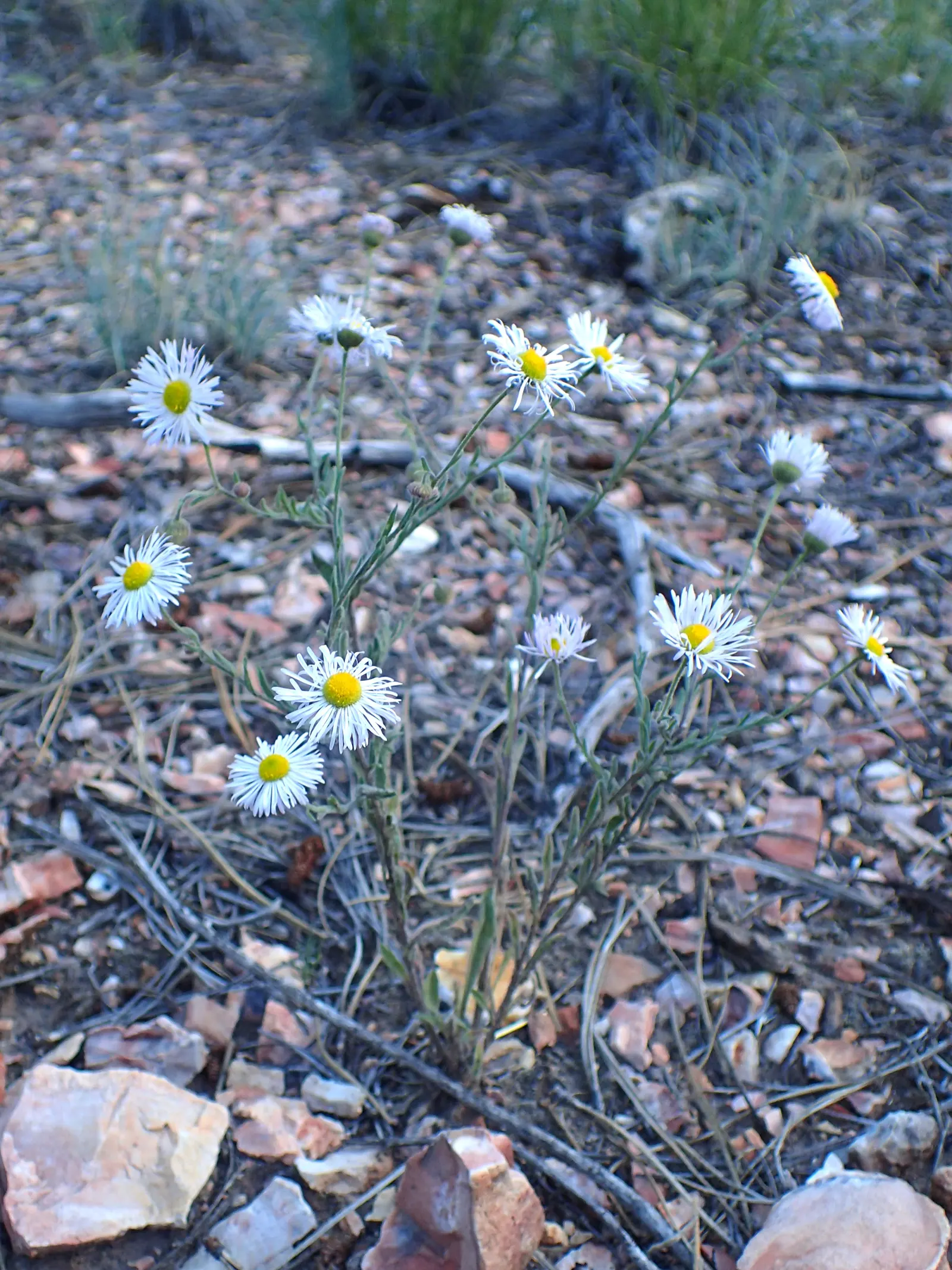 Western Fleabane (Erigeron Divergens) — scientifically known as Erigeron divergens; though it flourishes in well-drained conditions, image 63