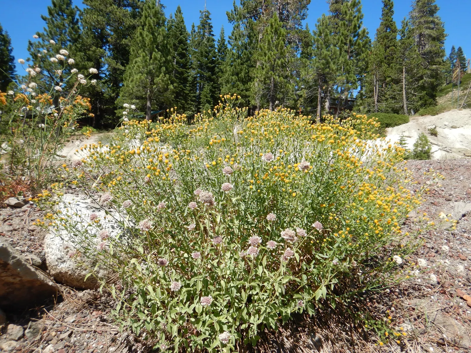 Western Fleabane (Erigeron Divergens) — thread-like ray petals surrounding a yellow disk center