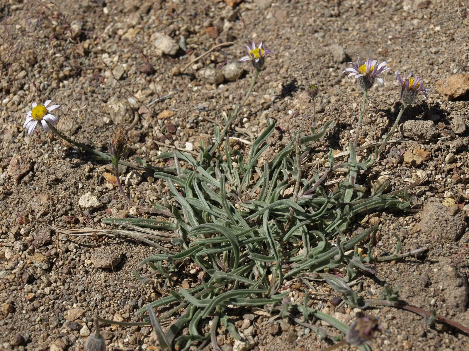 Western Fleabane (Erigeron Divergens) — lavender and white flowers in the garden