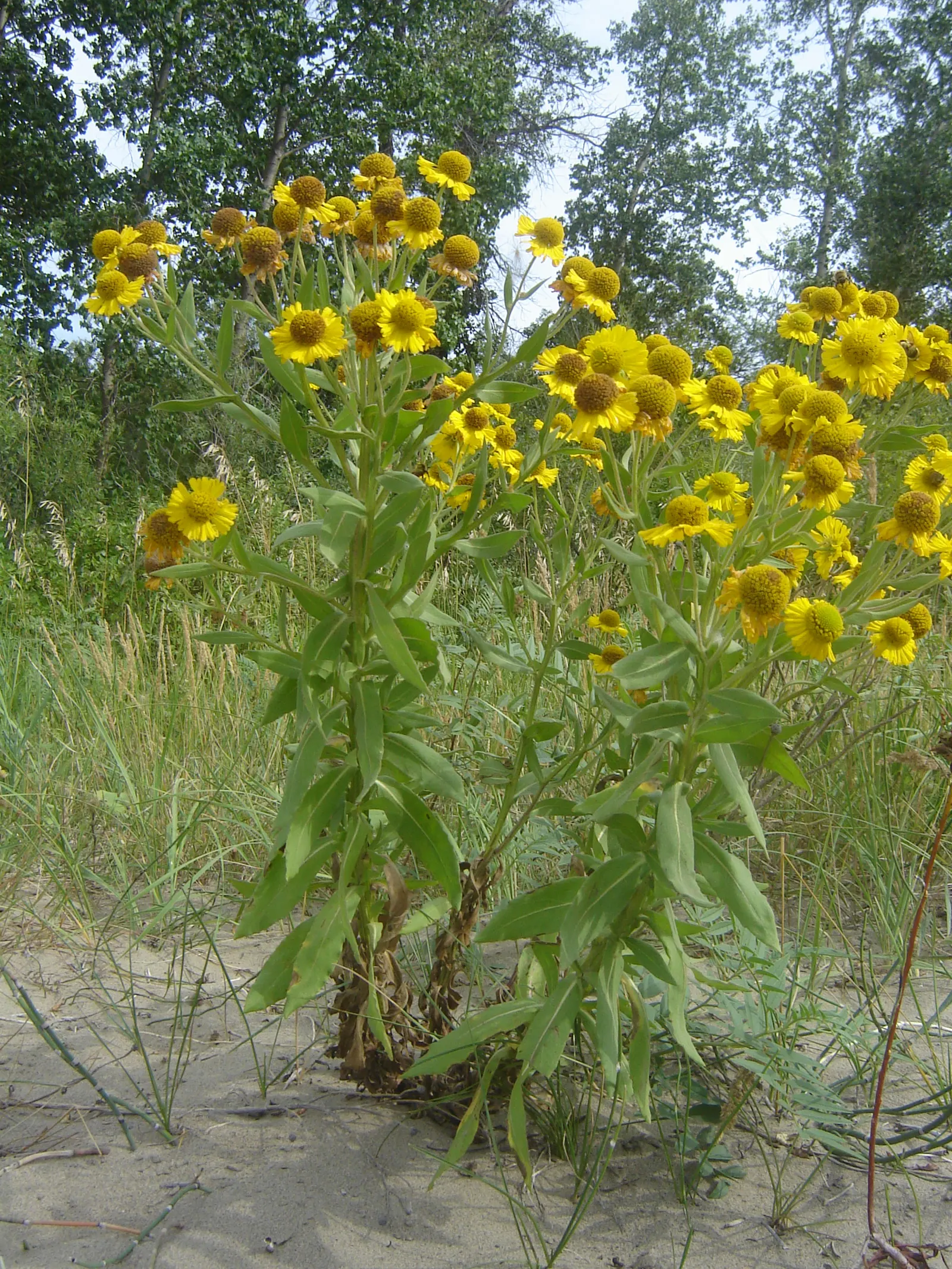 Western Fleabane (Erigeron Divergens) — Attracts pollinators such as bees and butterflies; making it a suitable choice for groundcover or as part, image 62