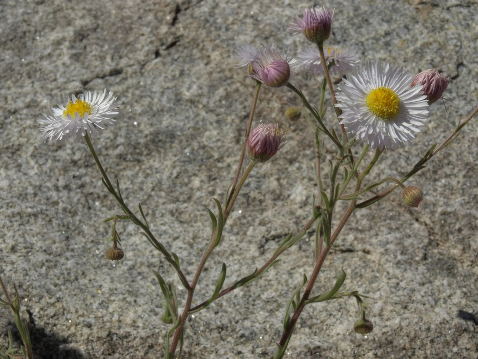 Western Fleabane (Erigeron Divergens) — Western Fleabane (Erigeron divergens) is a hardy perennial native to North American grasslands