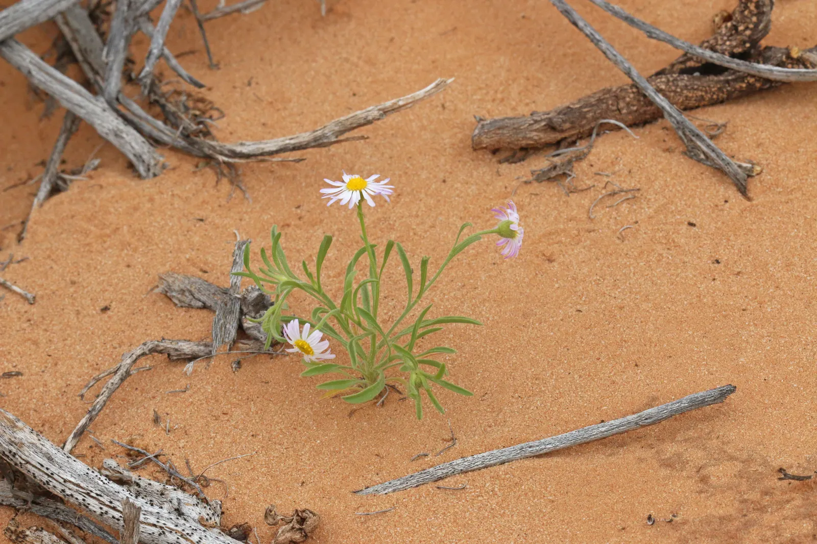 Western Fleabane (Erigeron Divergens) — adapting to a multitude of soil types