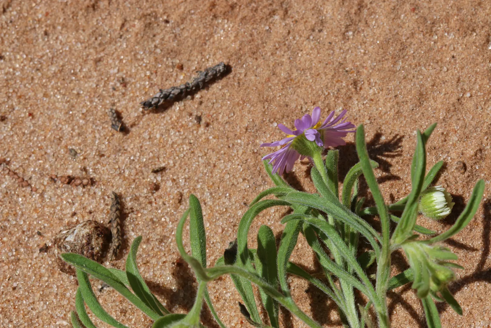 Western Fleabane (Erigeron Divergens) — Attracts pollinators such as bees and butterflies
