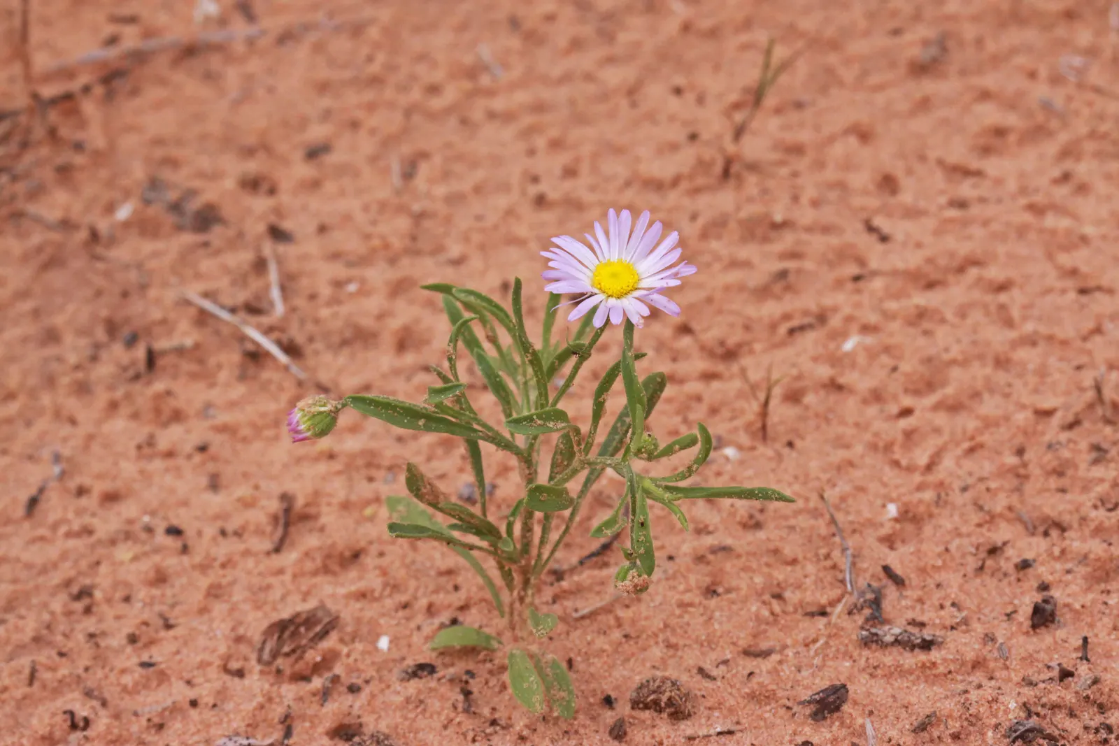 Western Fleabane (Erigeron Divergens) — Ideal for wildflower meadows and naturalistic borders; tolerates drought and thrives in well-drained soils, image 61