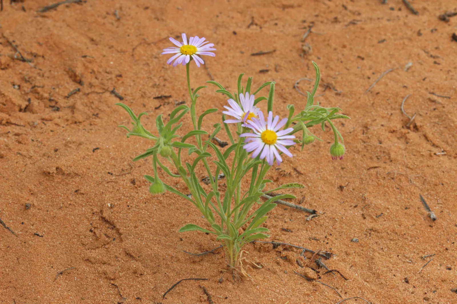 Western Fleabane (Erigeron Divergens) — Western Fleabane (Erigeron divergens) is a hardy perennial native to North American grasslands; tolerates, image 57