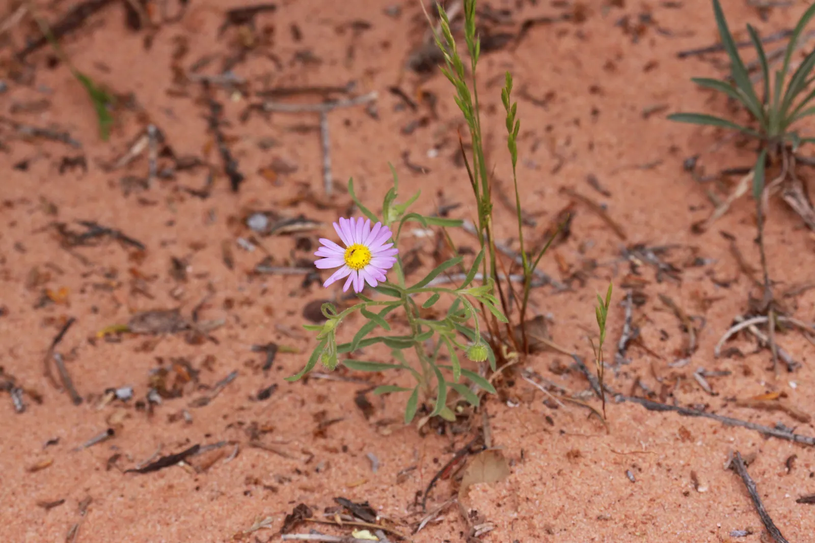 Western Fleabane (Erigeron Divergens) — Tolerates drought and thrives in well-drained soils