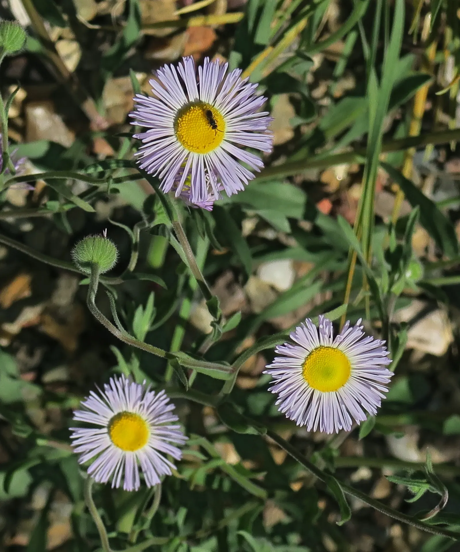 Western Fleabane (Erigeron Divergens) — attracting pollinators while adding a splash of color; tolerates drought and thrives in well-drained soils