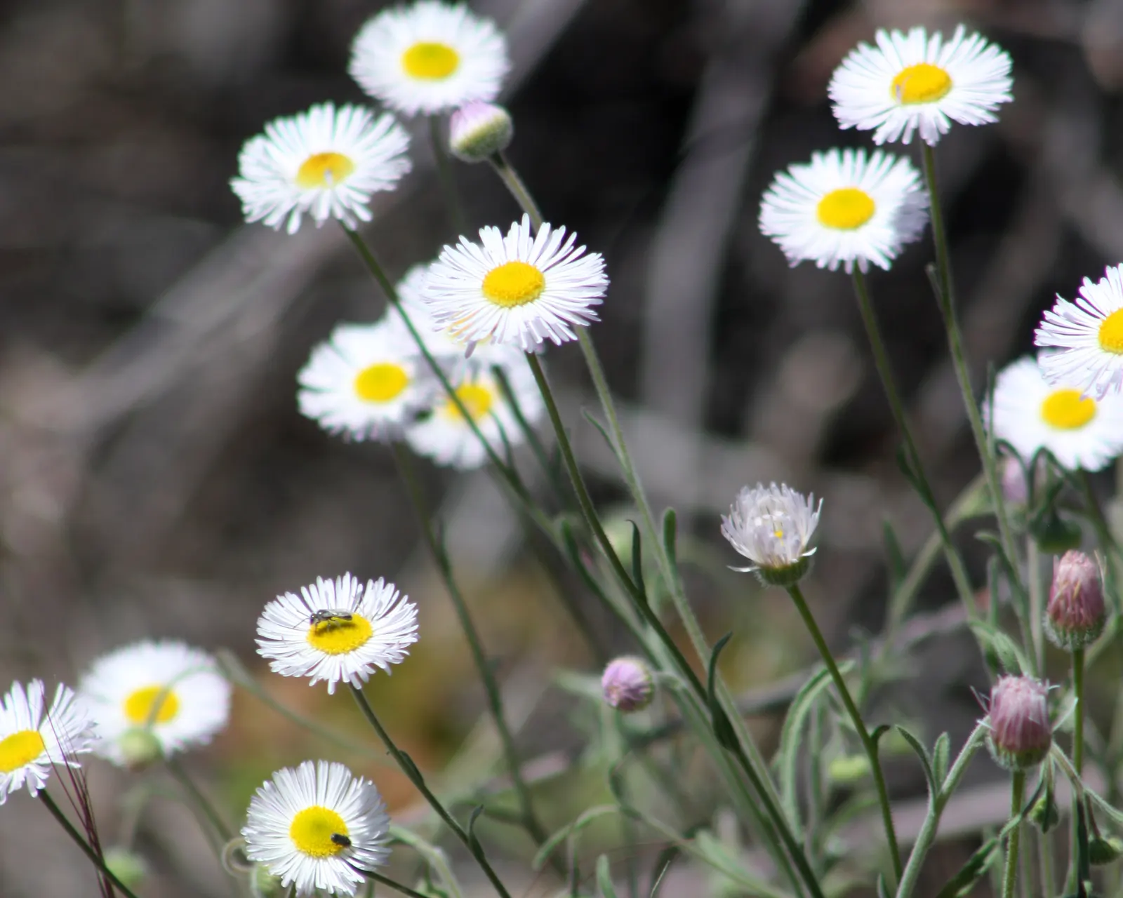 Western Fleabane (Erigeron Divergens) — Western Fleabane is a delightful addition to the gardener's palette; attracting pollinators while adding a splash of