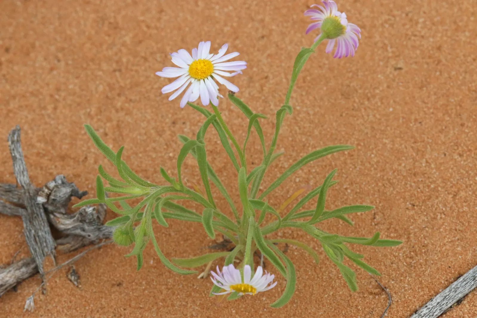 Western Fleabane (Erigeron Divergens) — ground cover / perennial for full