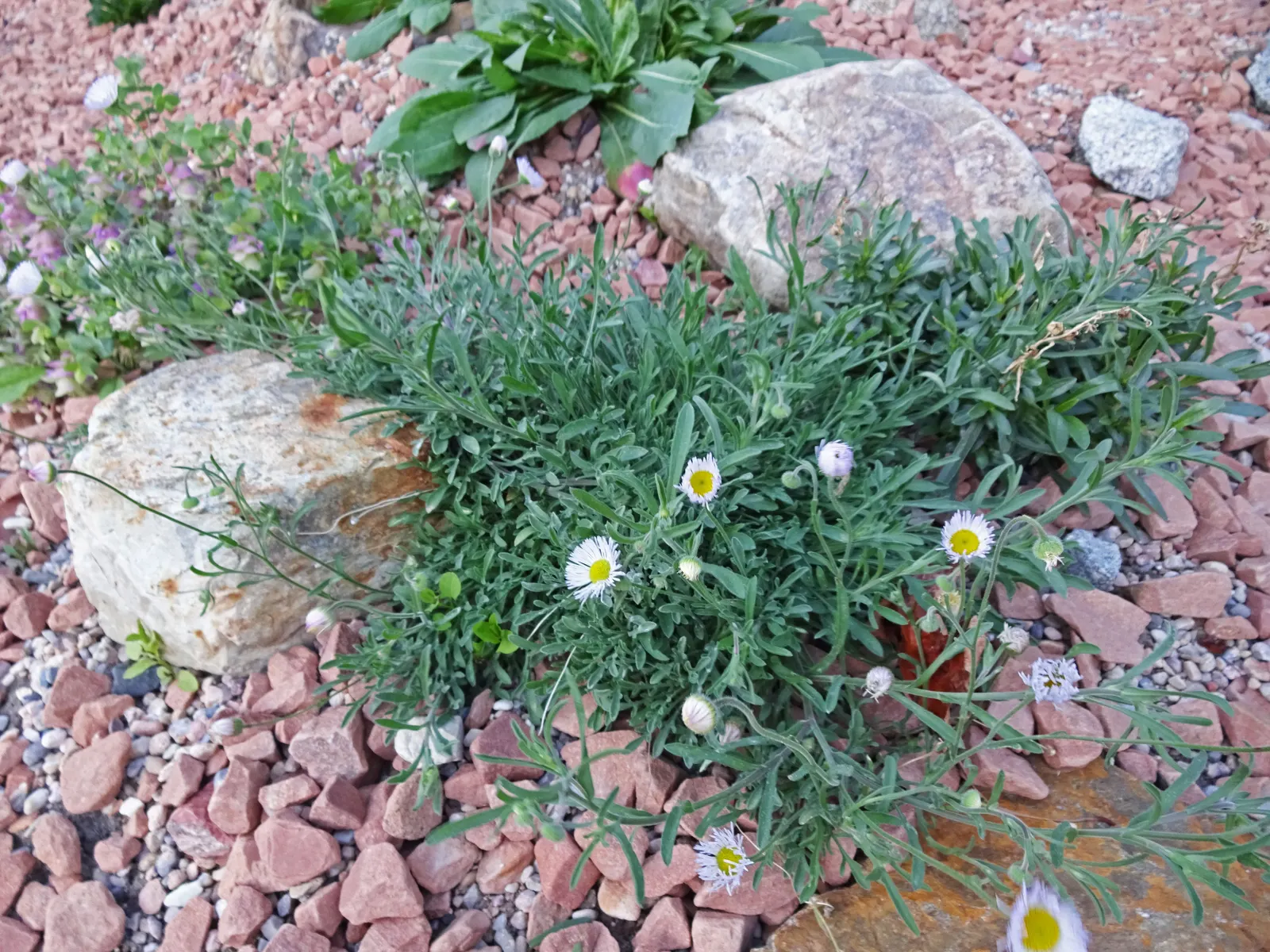 Western Fleabane (Erigeron Divergens) — consider its growth habit; tolerates drought and thrives in well-drained soils