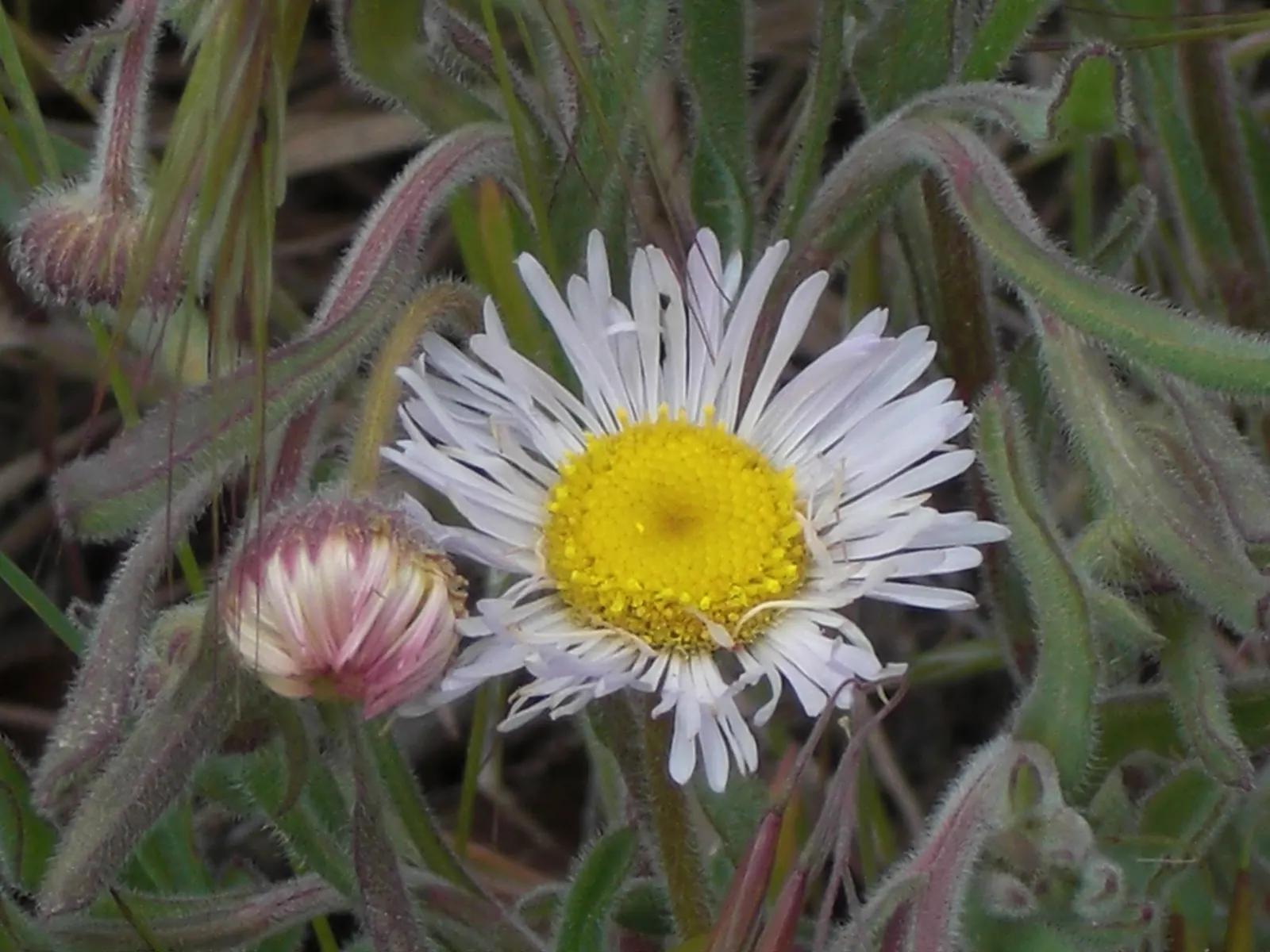 Western Fleabane (Erigeron Divergens) — ground cover / perennial for full; attracting pollinators while adding a splash of color