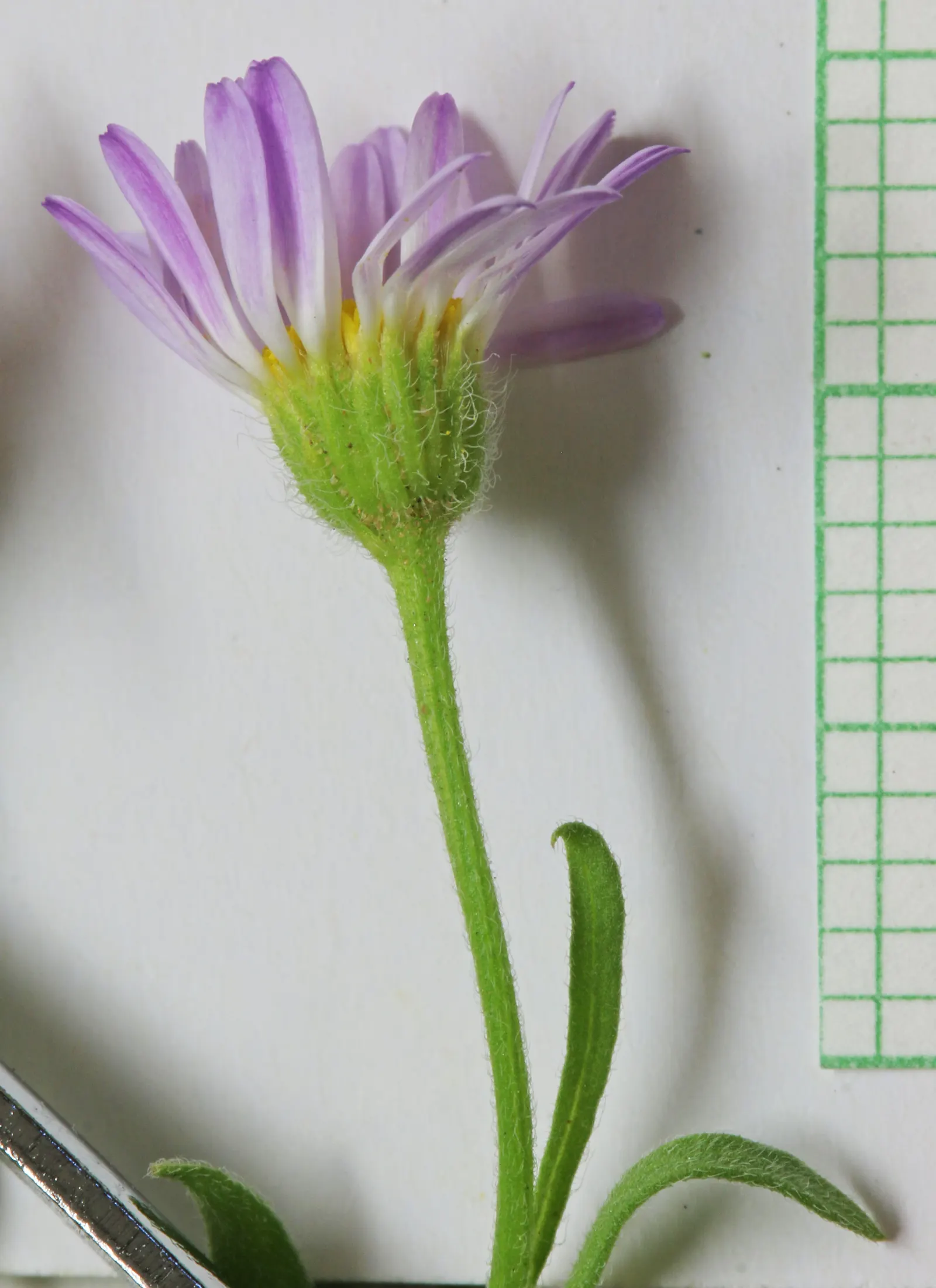 Western Fleabane (Erigeron Divergens) — This plant's drought tolerance makes it exceptionally valuable in xeriscape designs or low-water gardens