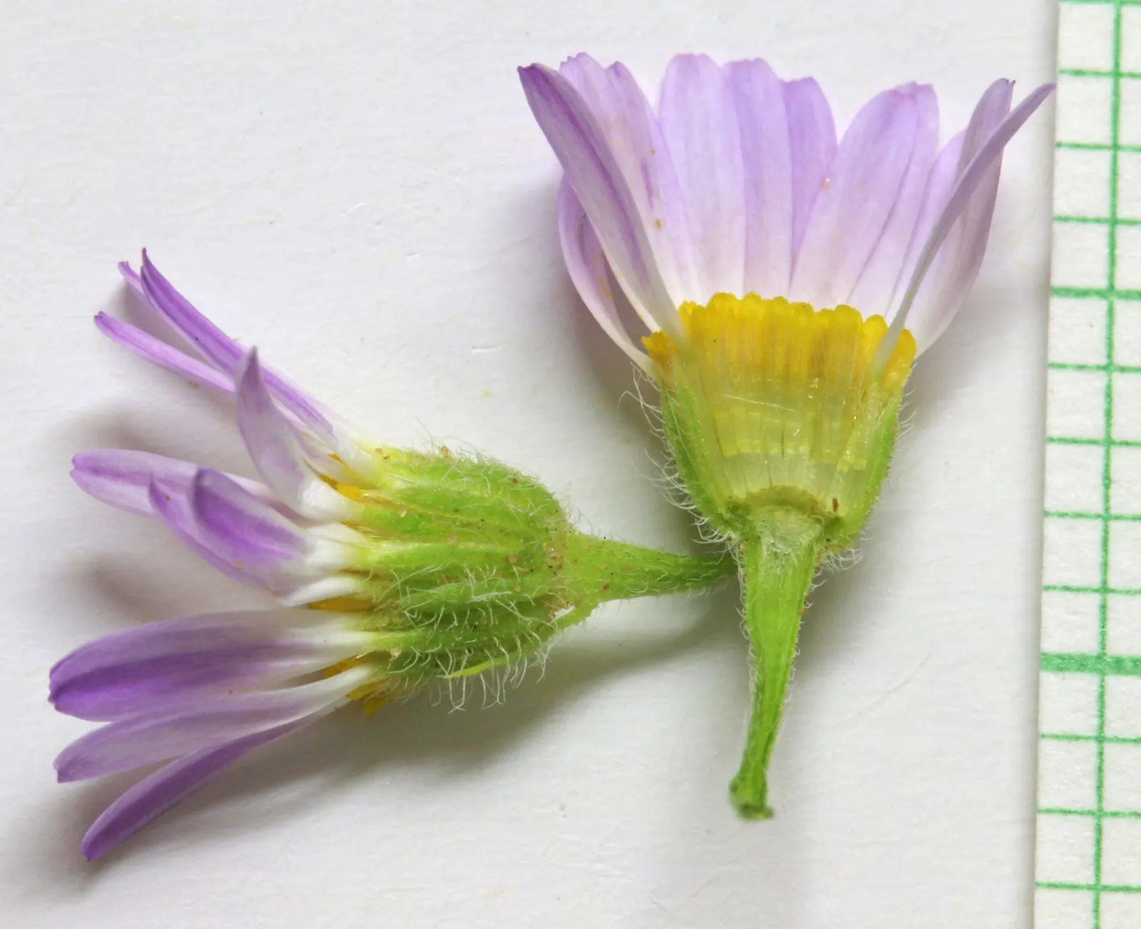 Western Fleabane (Erigeron Divergens) — creating a delicate spray of color