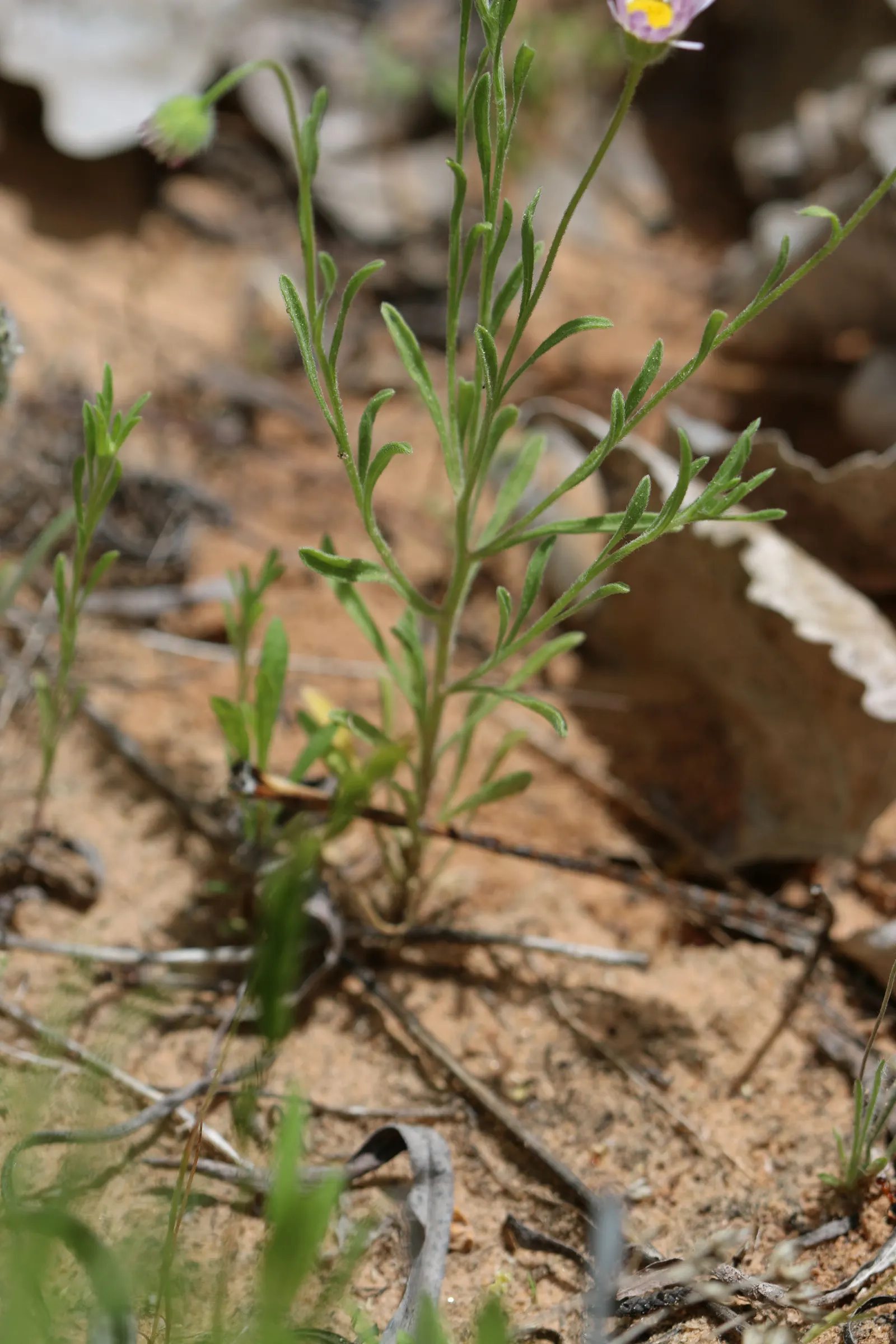 Western Fleabane (Erigeron Divergens) — This plant's drought tolerance makes it exceptionally valuable in xeriscape designs or low-water gardens; though it